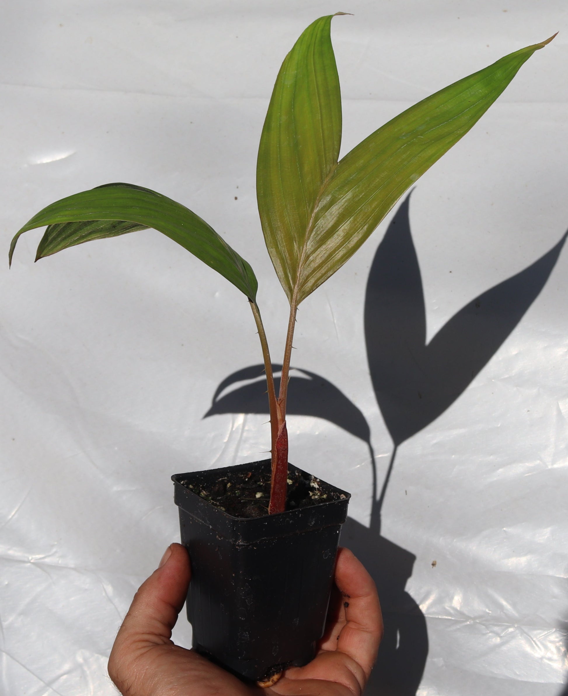 Snake Fruit Palm Salak (Salacca Pondoh) live plant seedling edible tropical RARE