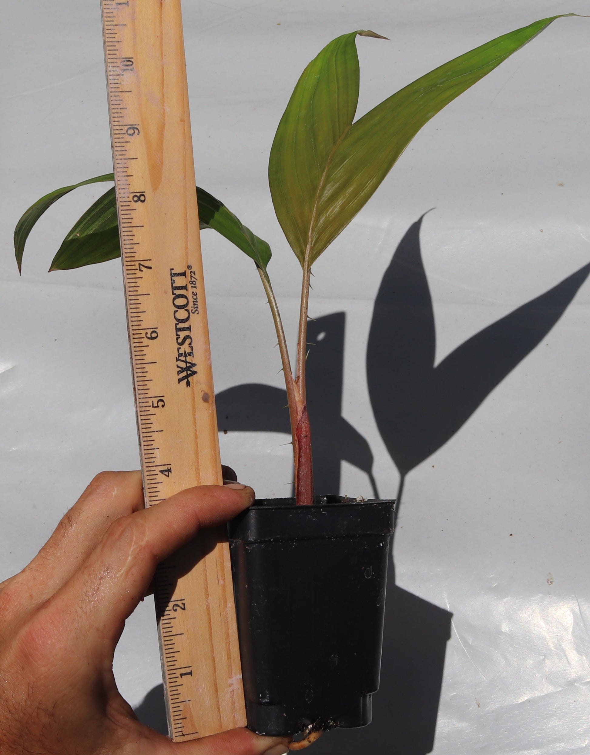 Snake Fruit Palm Salak (Salacca Pondoh) live plant seedling edible tropical RARE