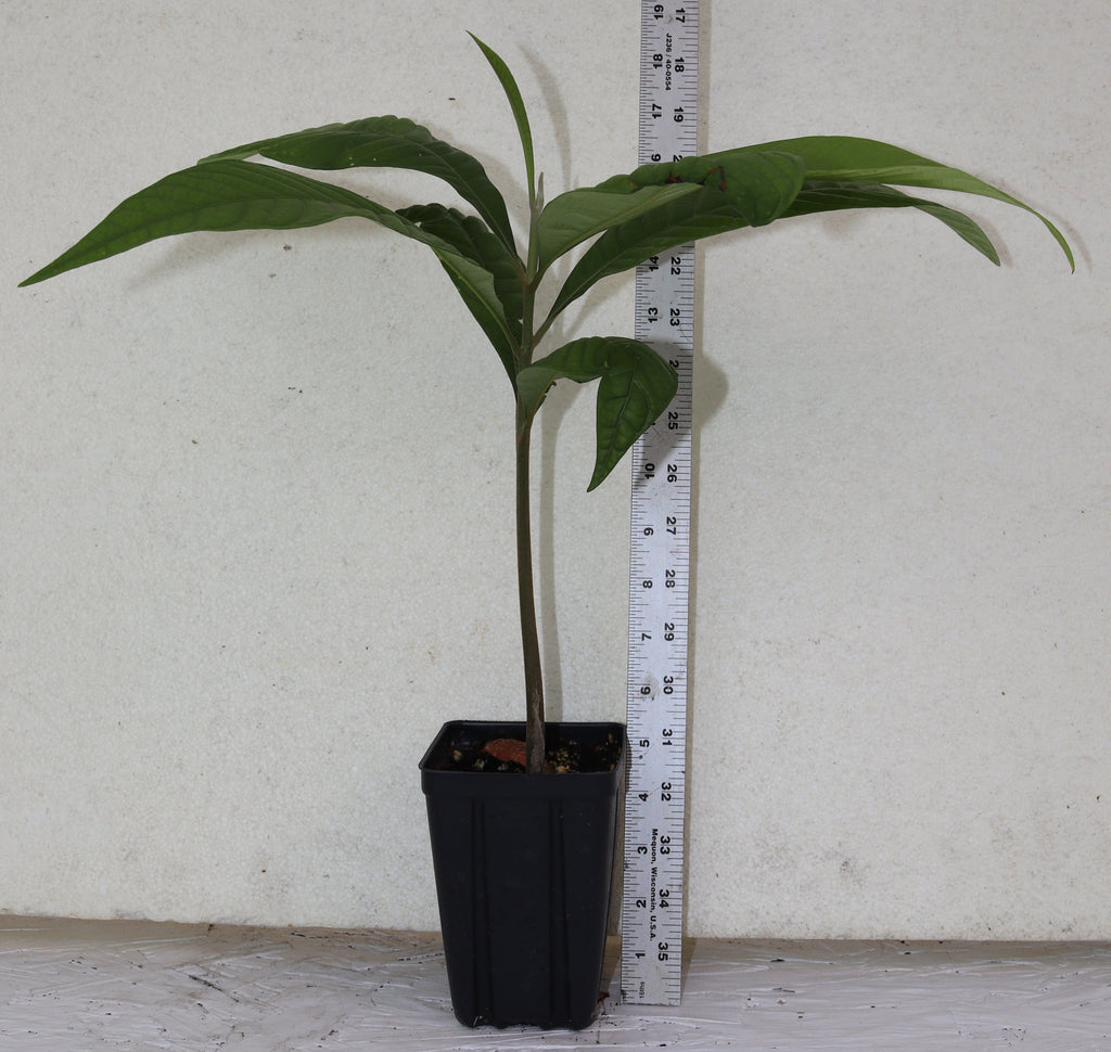 18" Tall Mamey Sapote (Pouteria Sapota) Live Seedling Organic Rare