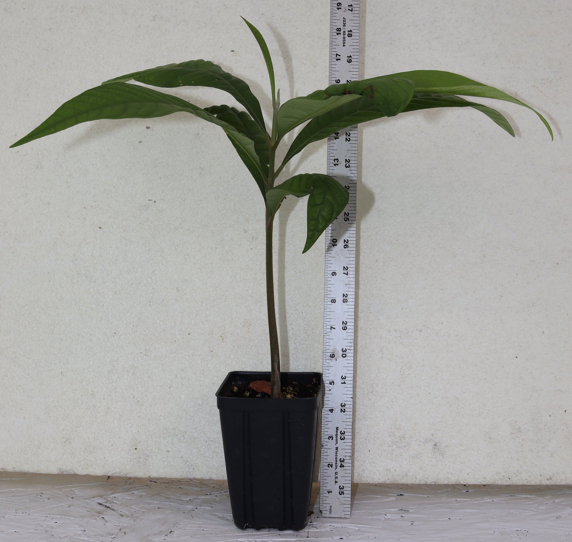 18" Tall Mamey Sapote (Pouteria Sapota) Live Seedling Organic Rare