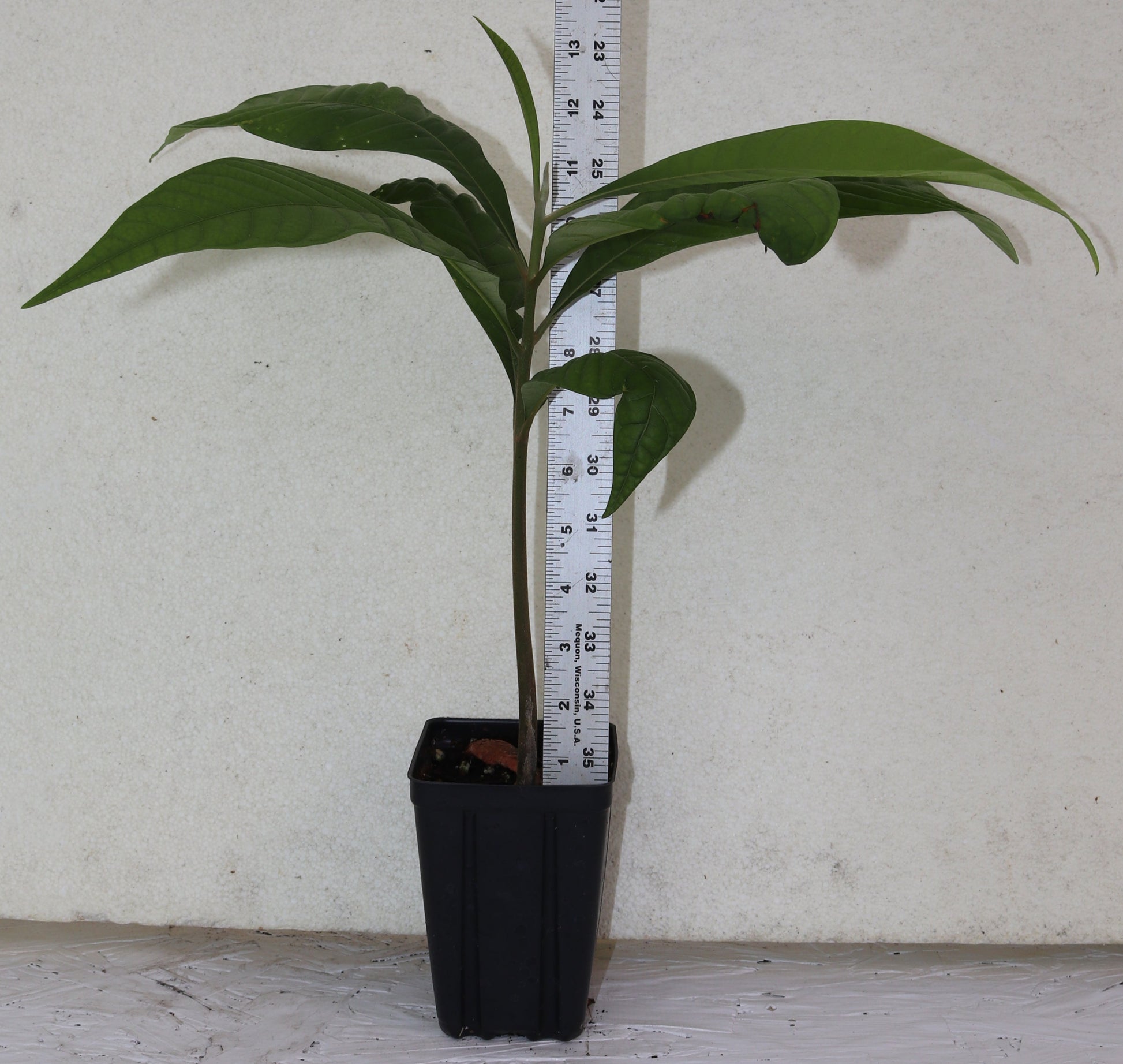 18" Tall Mamey Sapote (Pouteria Sapota) Live Seedling Organic Rare
