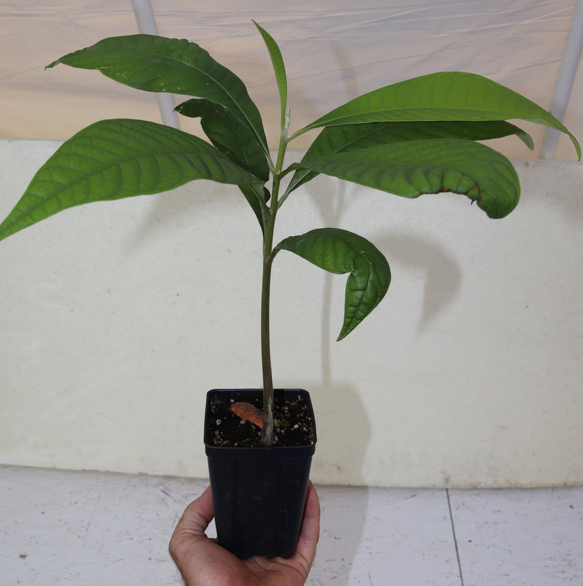 sapota plant in pot 18" Tall Mamey Sapote (Pouteria Sapota) Live Seedling Organic Rare – Manasota Permacuture