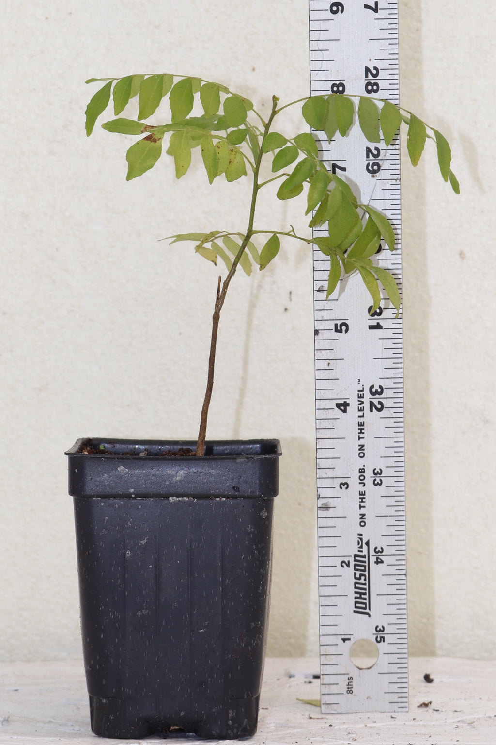 8" Curry Leaf Tree (Murraya Koenigii) Sweet Neem Organic Rare