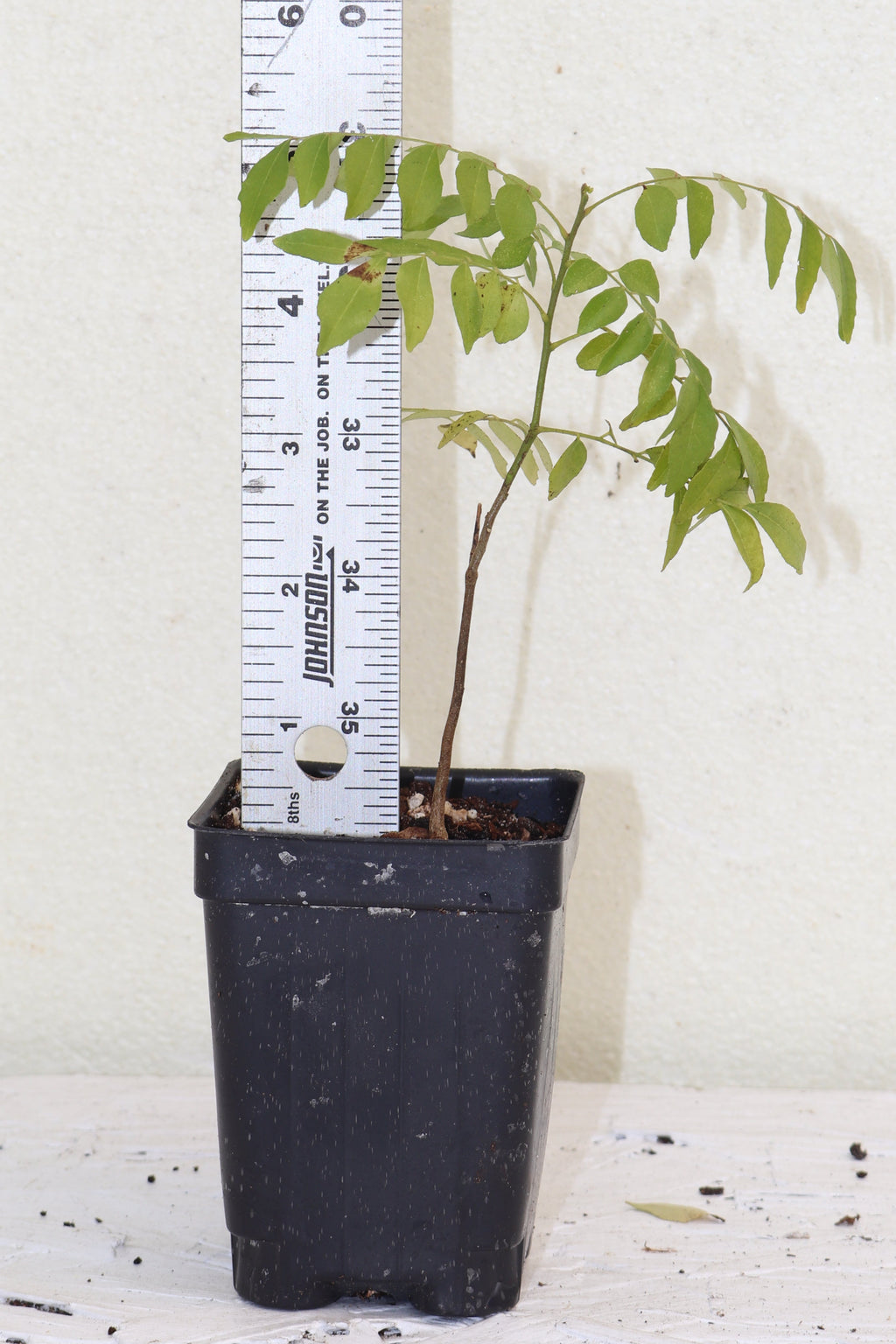 8" Curry Leaf Tree (Murraya Koenigii) Sweet Neem Organic Rare