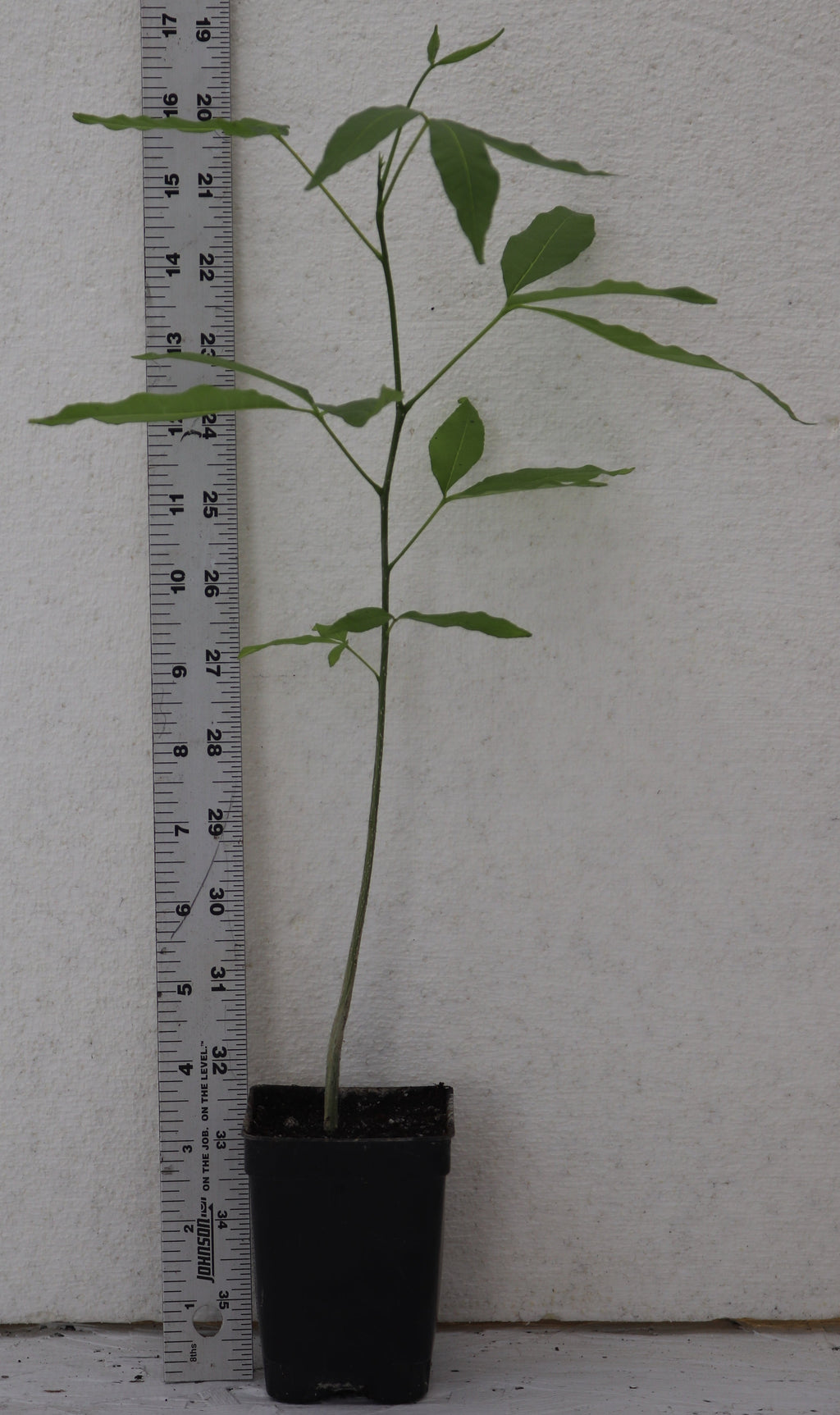 20" White Sapote (Casimiroa Edulis) Live seedling, Rare Edible Tree tropical