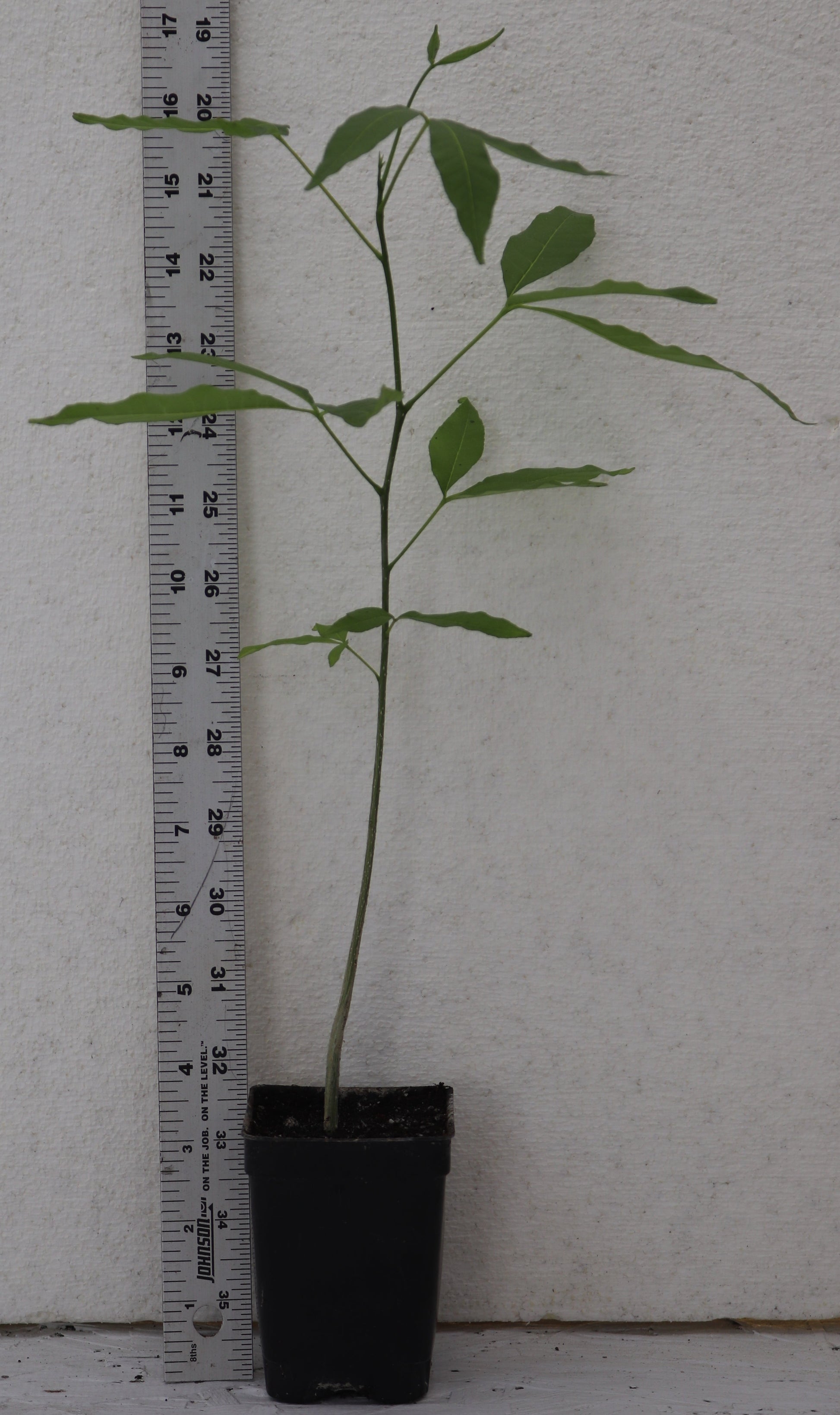 20" White Sapote (Casimiroa Edulis) Live seedling, Rare Edible Tree tropical