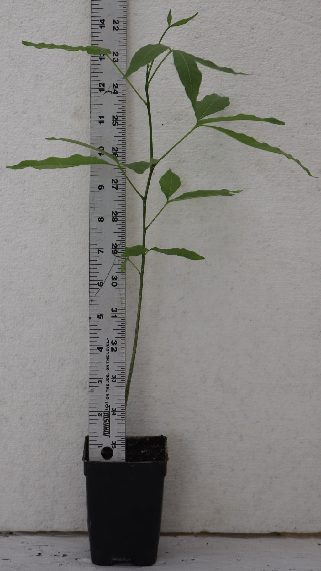 20" White Sapote (Casimiroa Edulis) Live seedling, Rare Edible Tree tropical