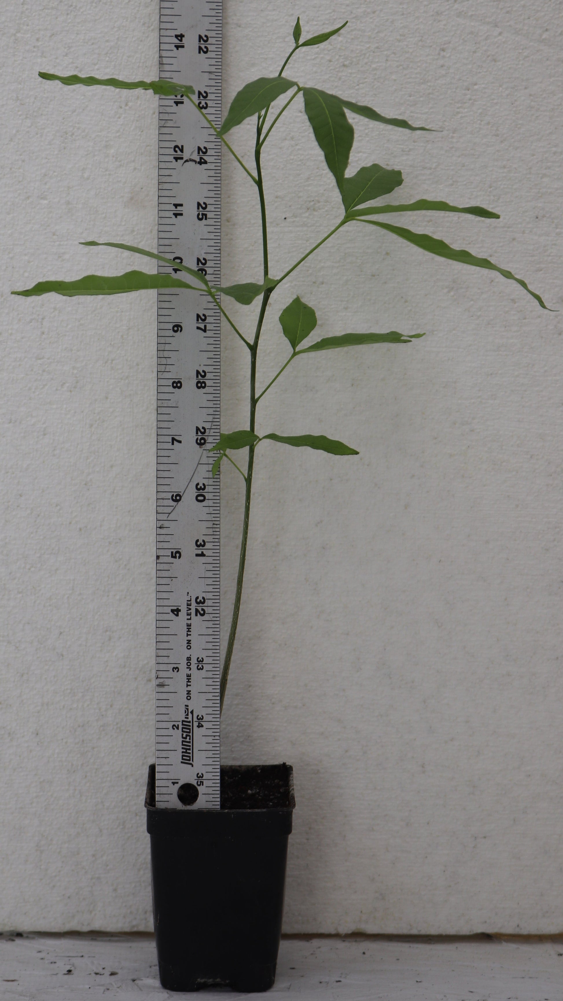 20" White Sapote (Casimiroa Edulis) Live seedling, Rare Edible Tree tropical