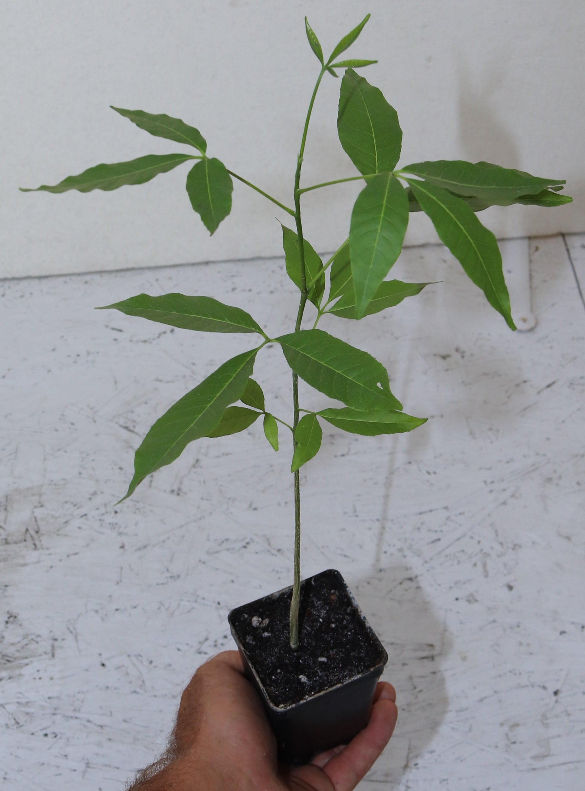 20" White Sapote (Casimiroa Edulis) Live seedling, Rare Edible Tree tropical