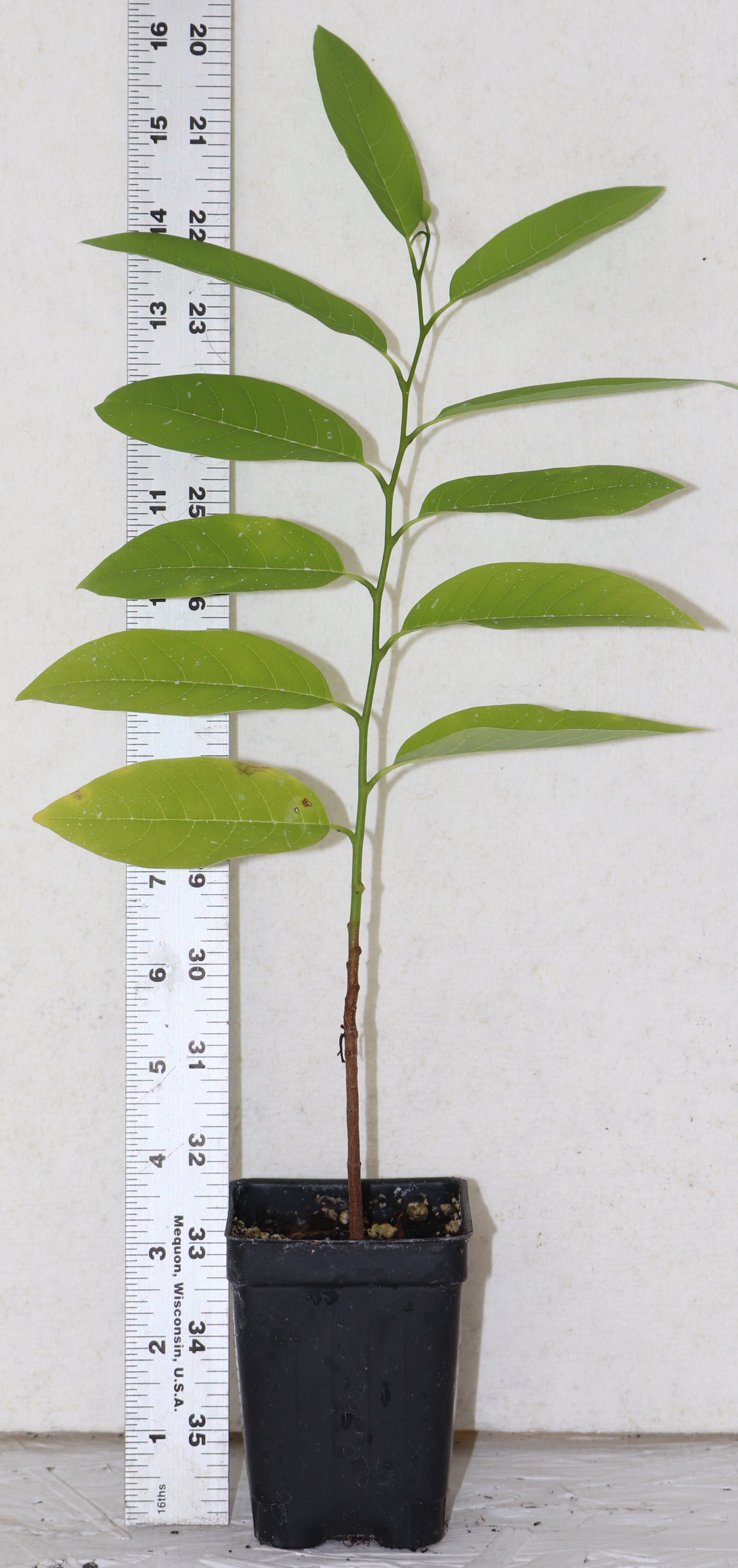 8" Tall Green Sugar Apple seedling (ANNONA SQUAMOSA) Live Plant Organic RARE Sweet