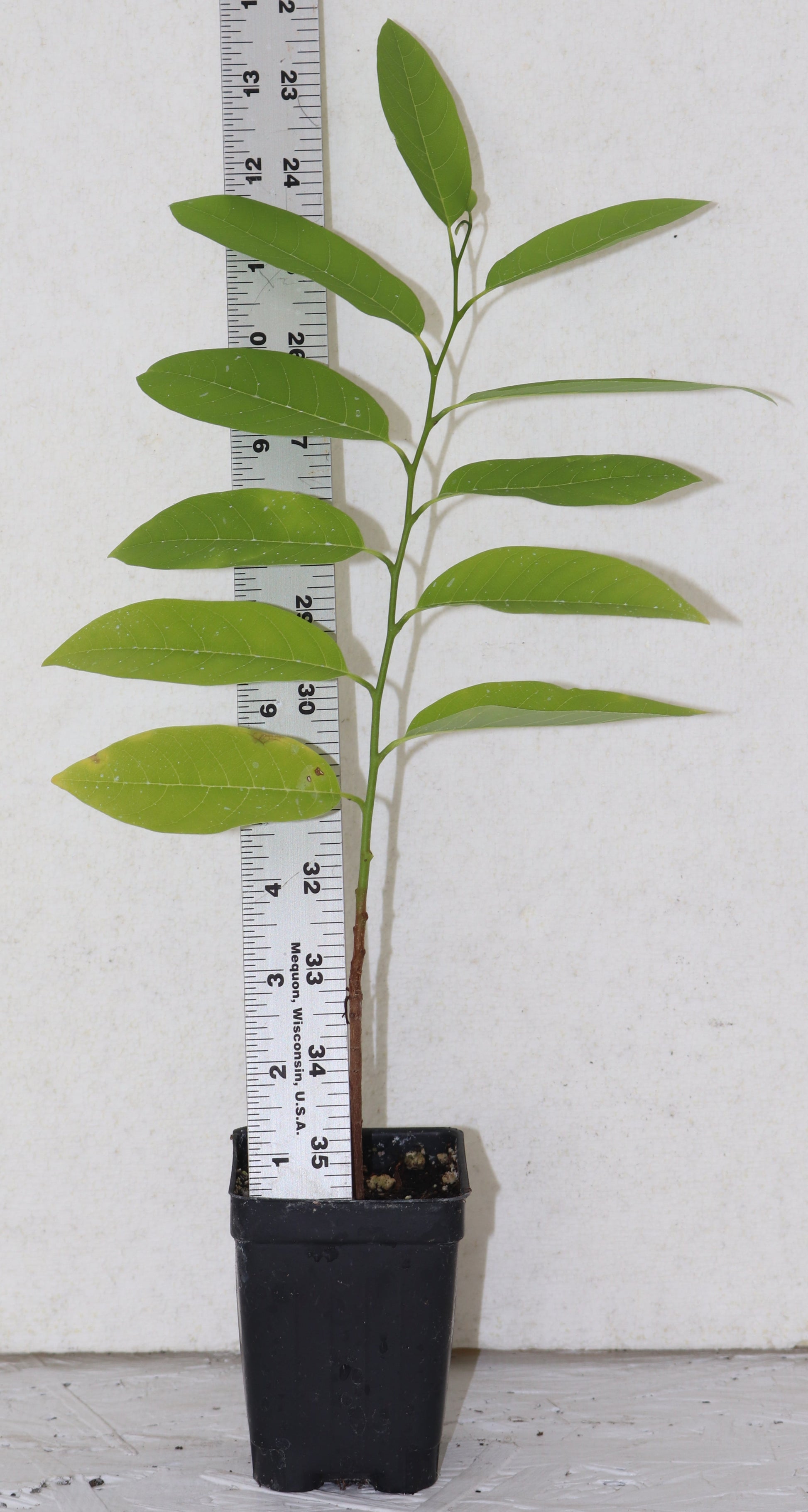 8" Tall Green Sugar Apple seedling (ANNONA SQUAMOSA) Live Plant Organic RARE Sweet