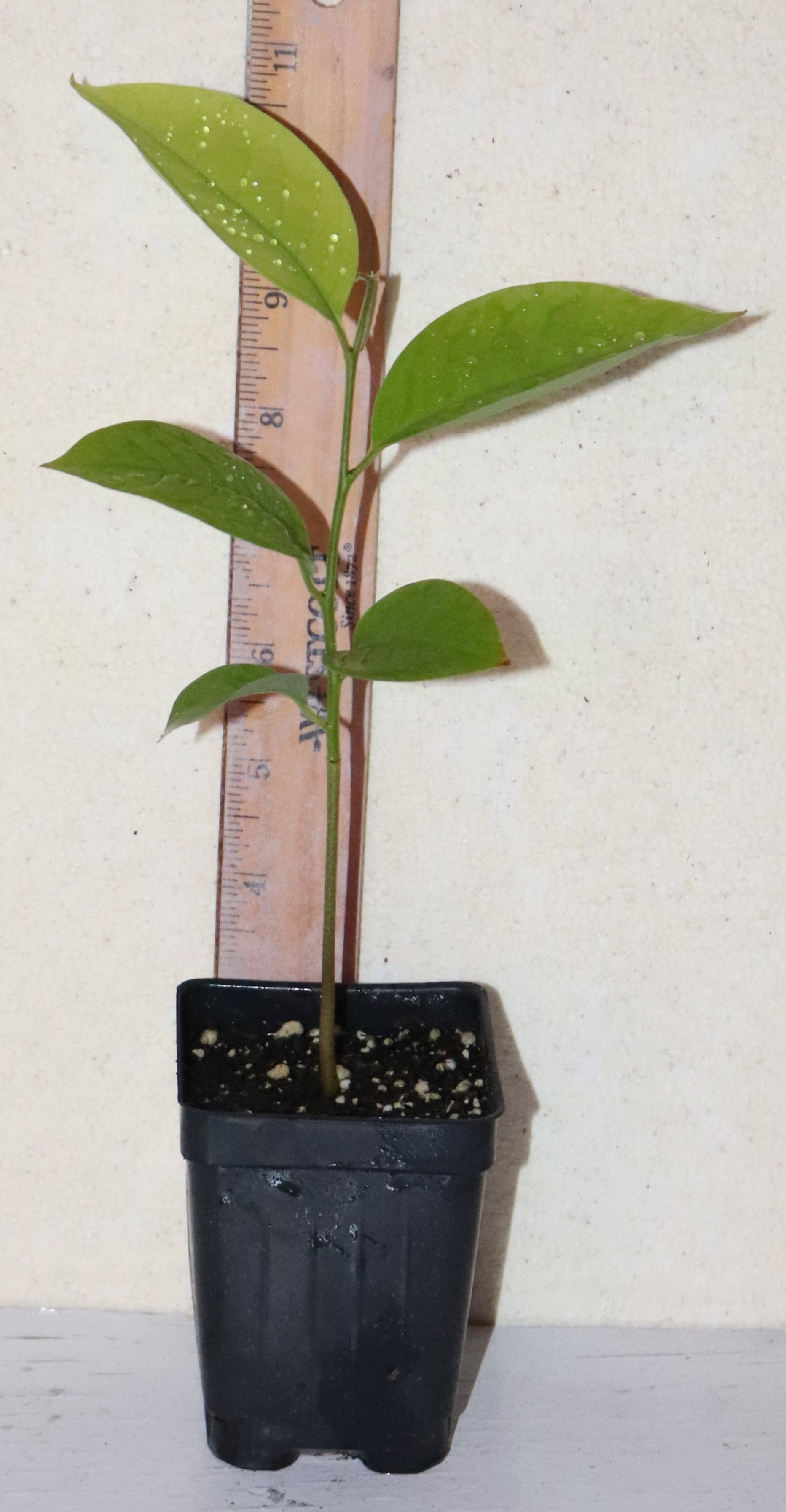 14" Rollinia Deliciosa Seedling Biriba - Lemon Meringue Pie Fruit Organic RARE!
