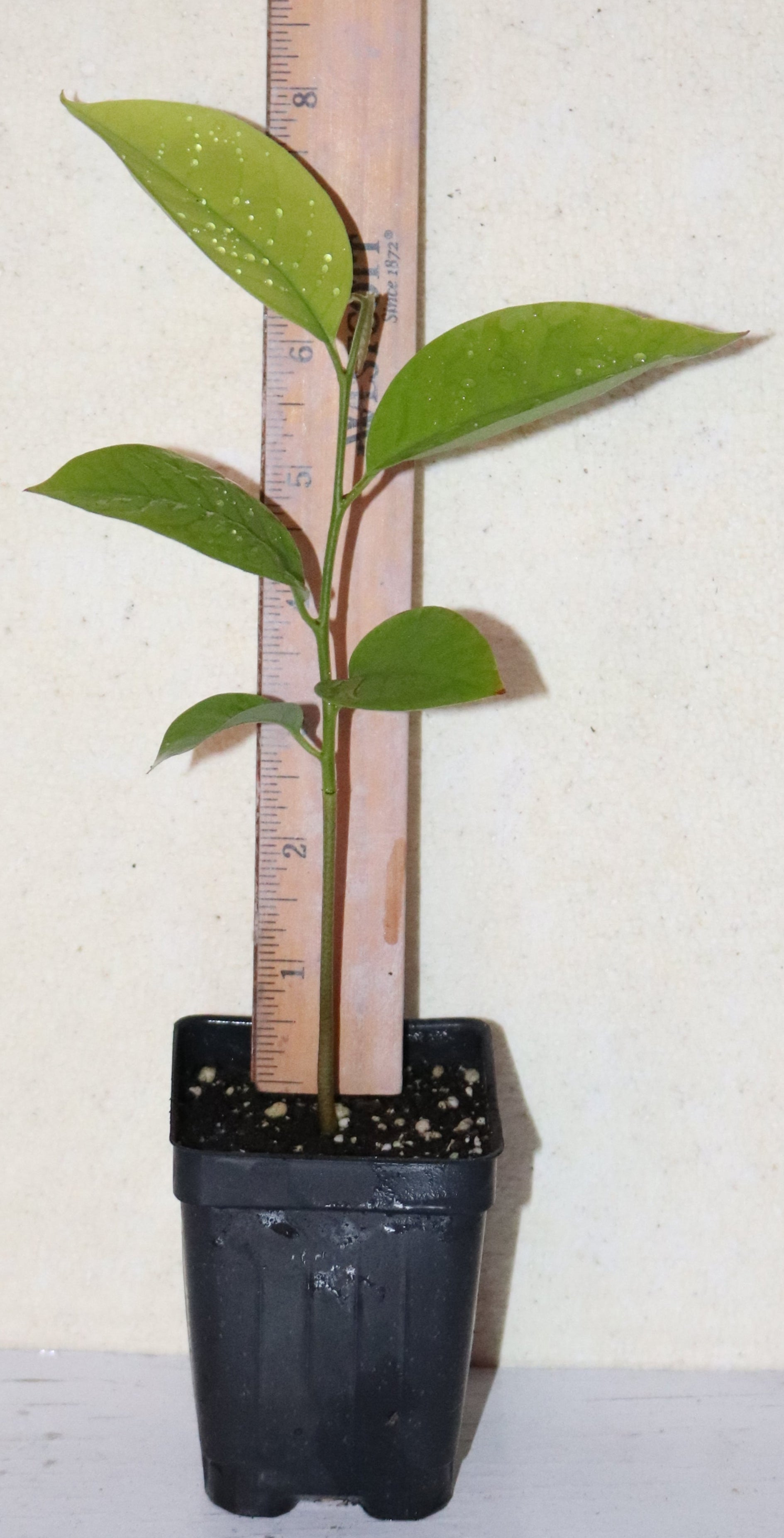 14" Rollinia Deliciosa Seedling Biriba - Lemon Meringue Pie Fruit Organic RARE!