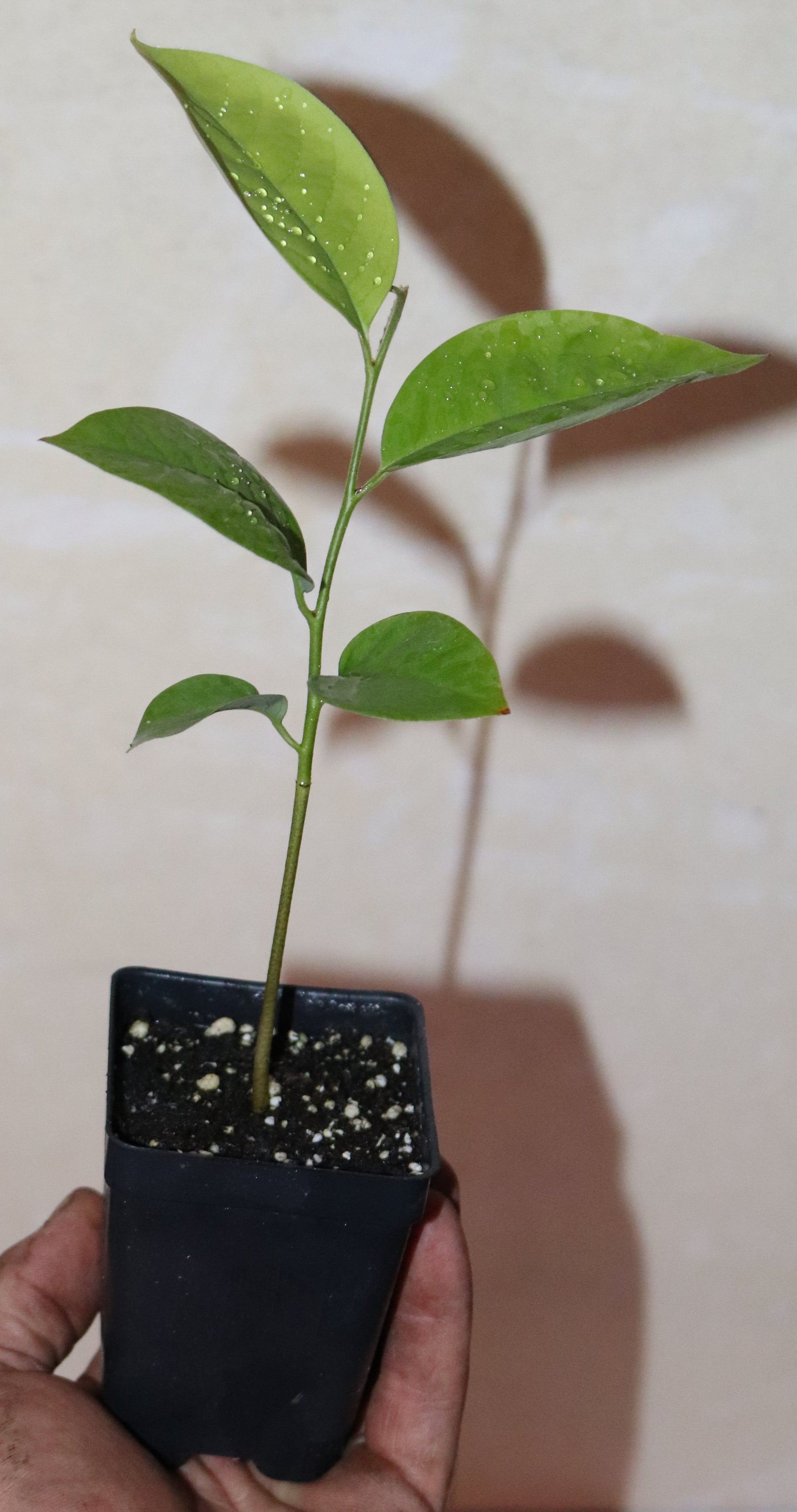 14" Rollinia Deliciosa Seedling Biriba - Lemon Meringue Pie Fruit Organic RARE!