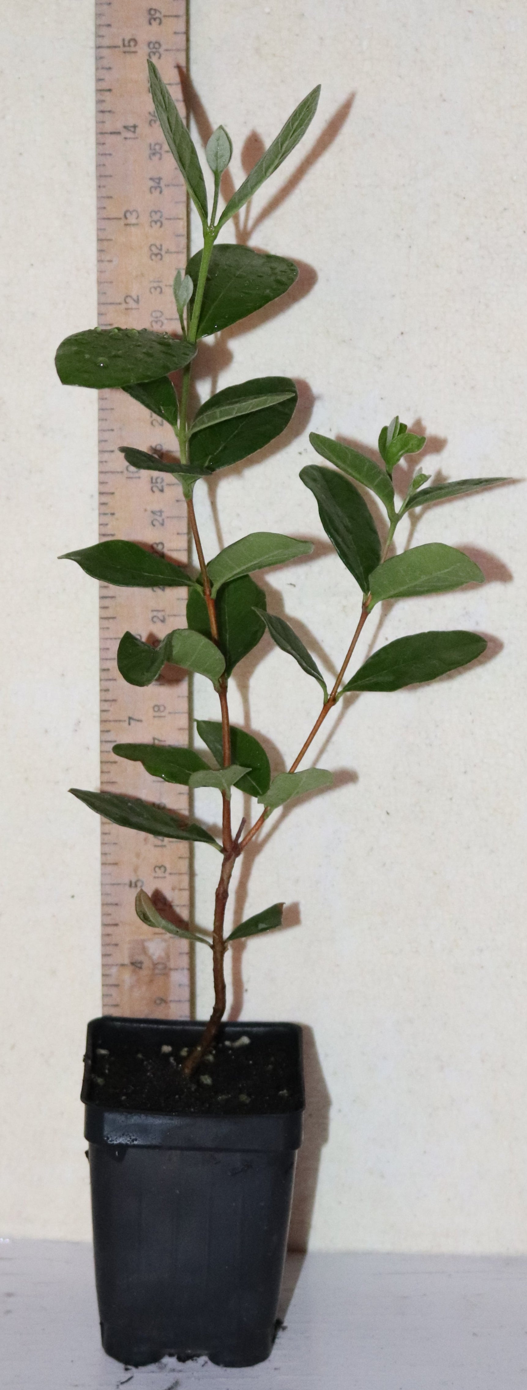 14" Tall Pineapple Guava Feijoa Live Plant Sub-Tropical