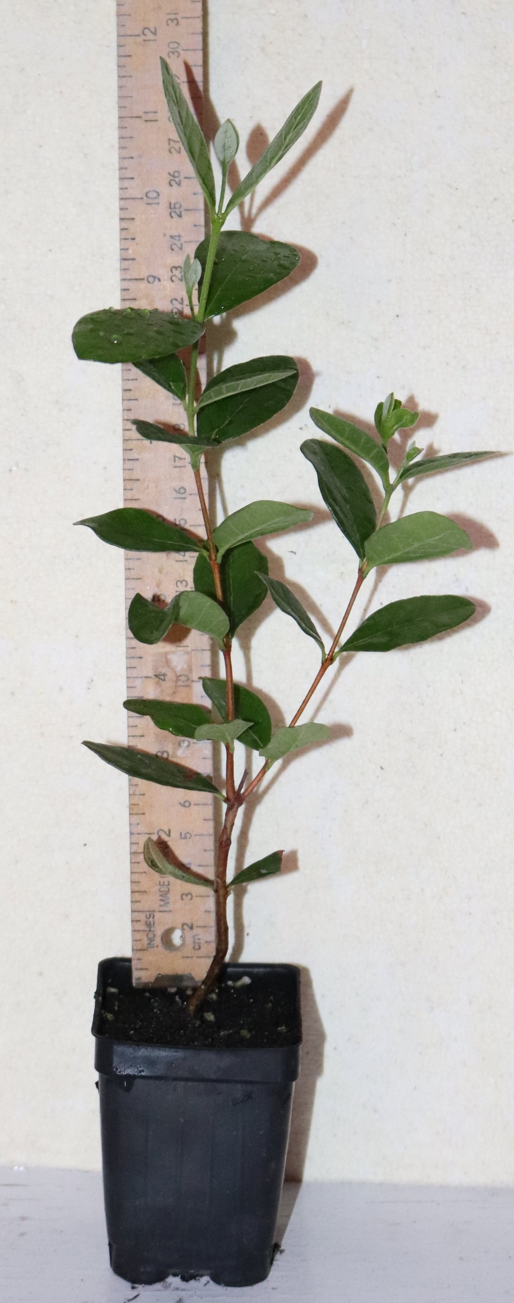 14" Tall Pineapple Guava Feijoa Live Plant Sub-Tropical