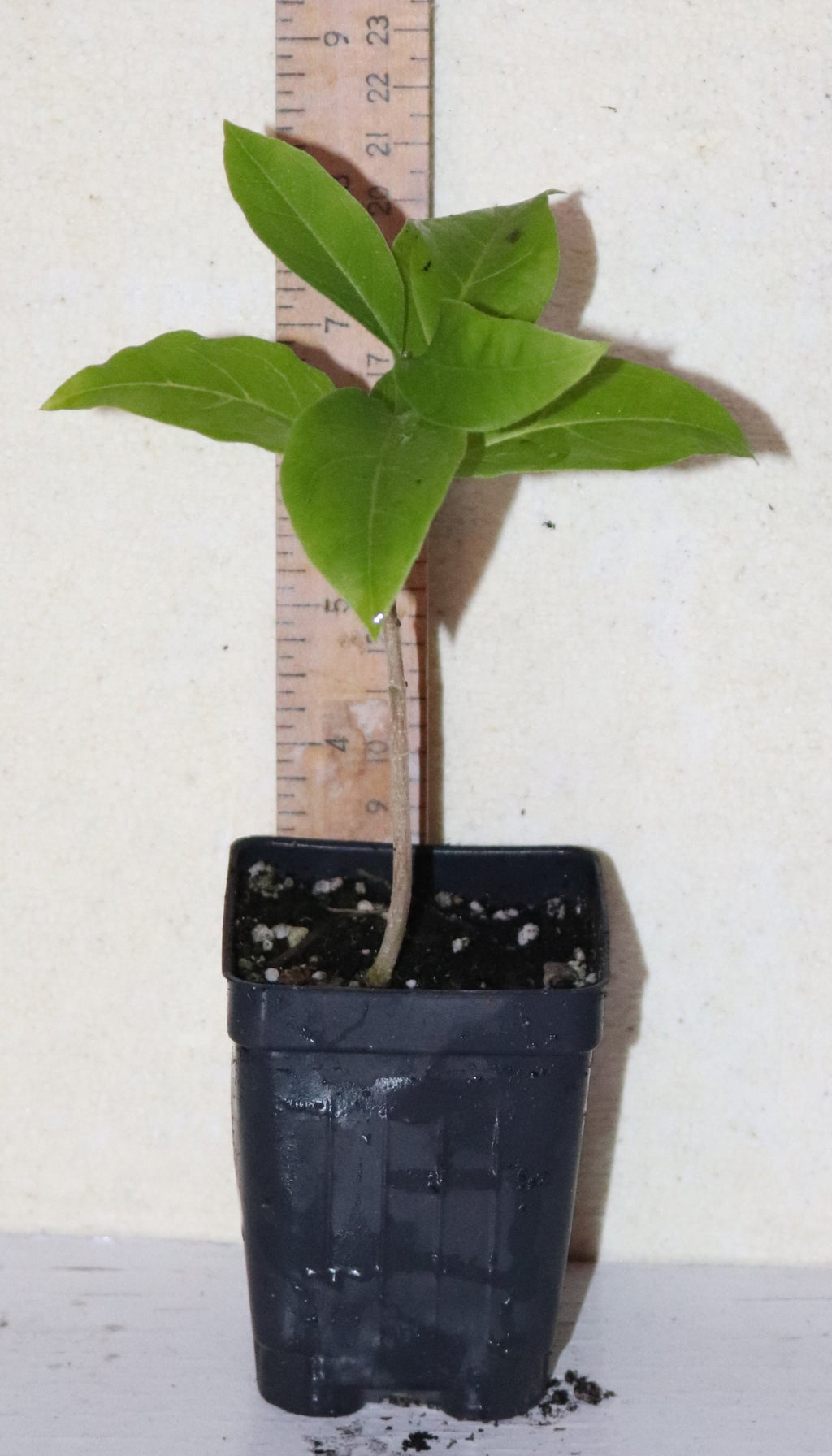 8" Tall Peanut Butter Fruit (Bunchosia Argentea) Organic