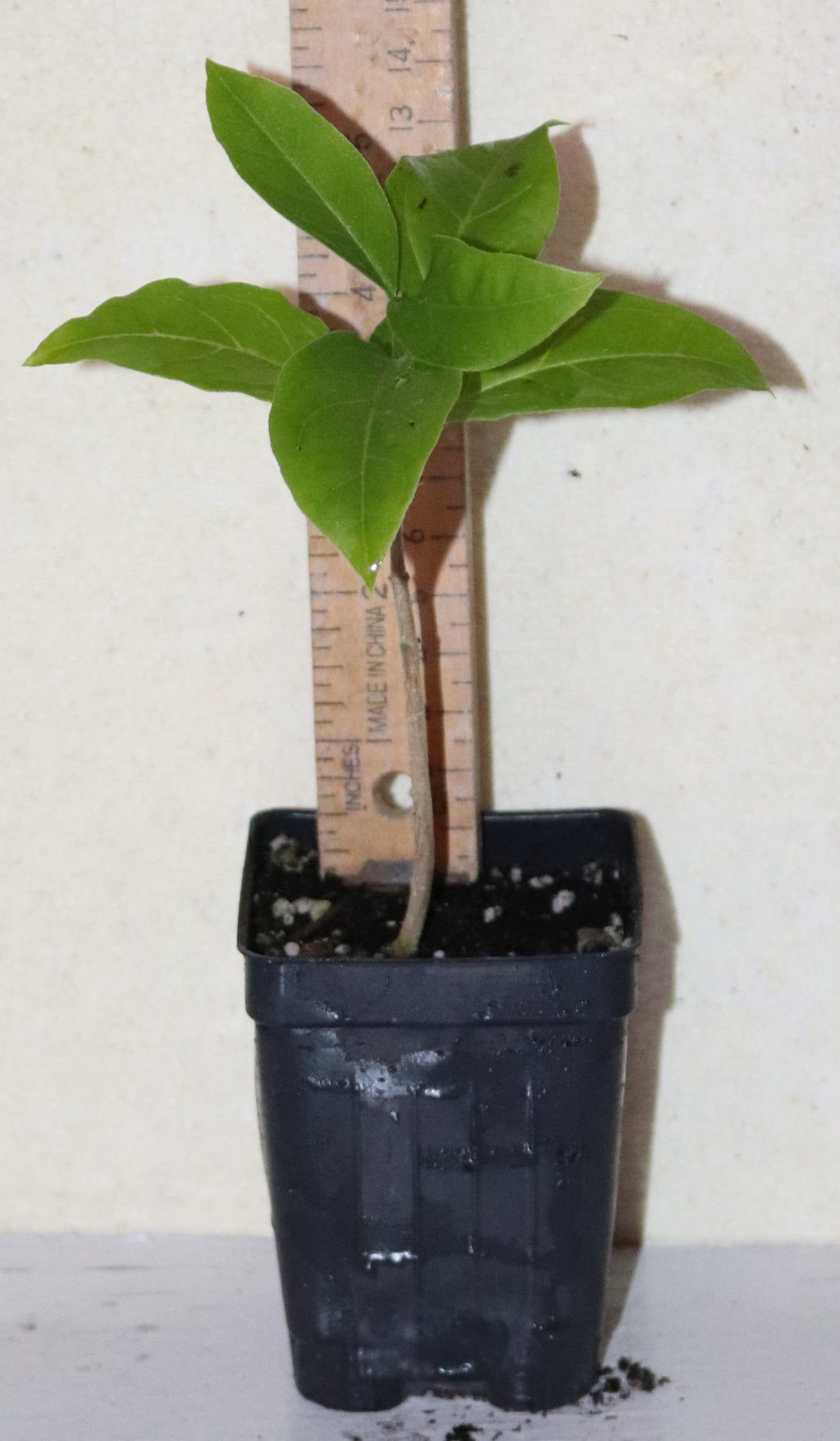 8" Tall Peanut Butter Fruit (Bunchosia Argentea) Organic