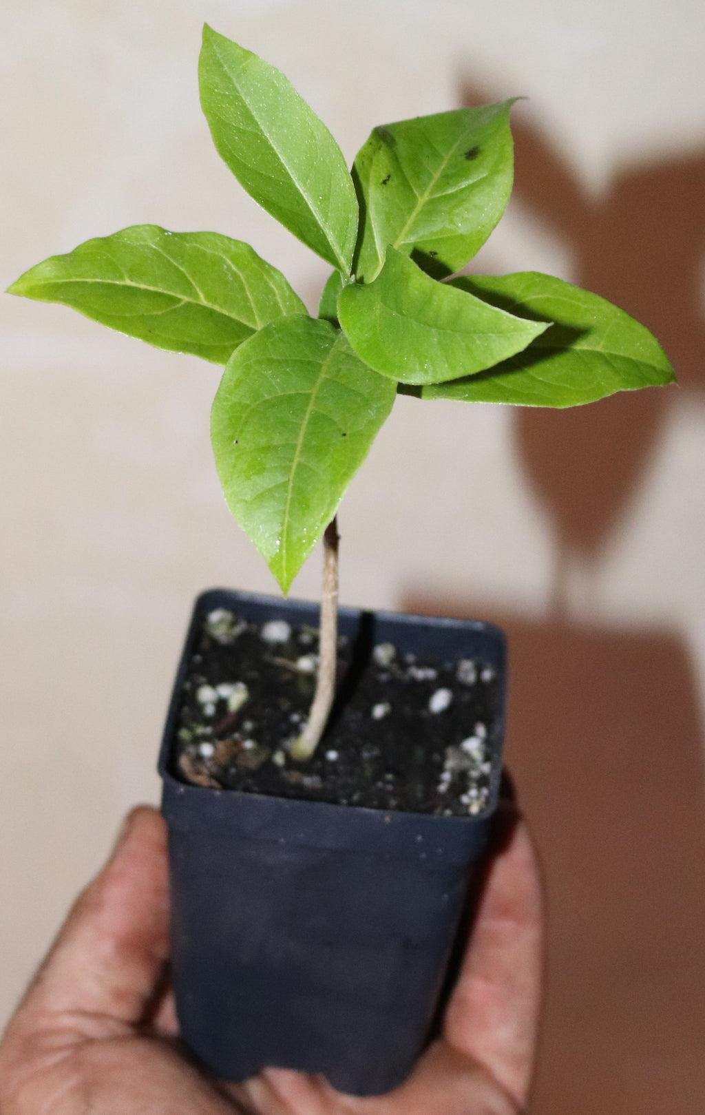 8" Tall Peanut Butter Fruit (Bunchosia Argentea) Organic