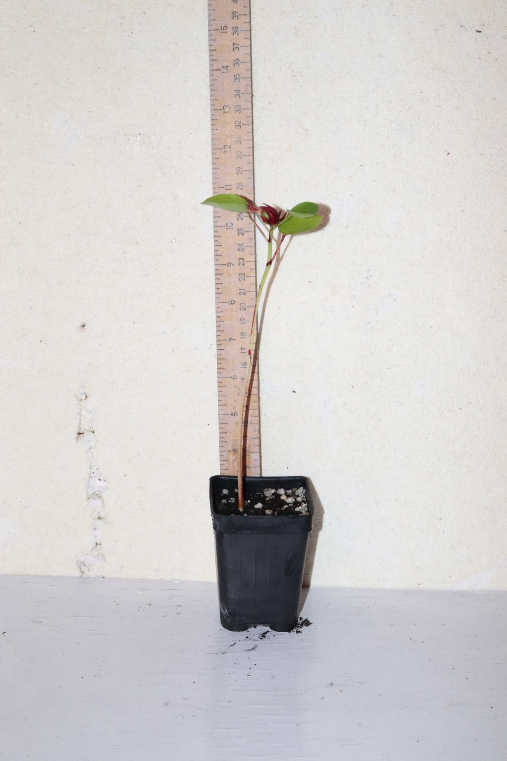 10" Roselle Hibiscus Jamaican Sorrel (Hibiscus Sabdariffa) Seedling Organic