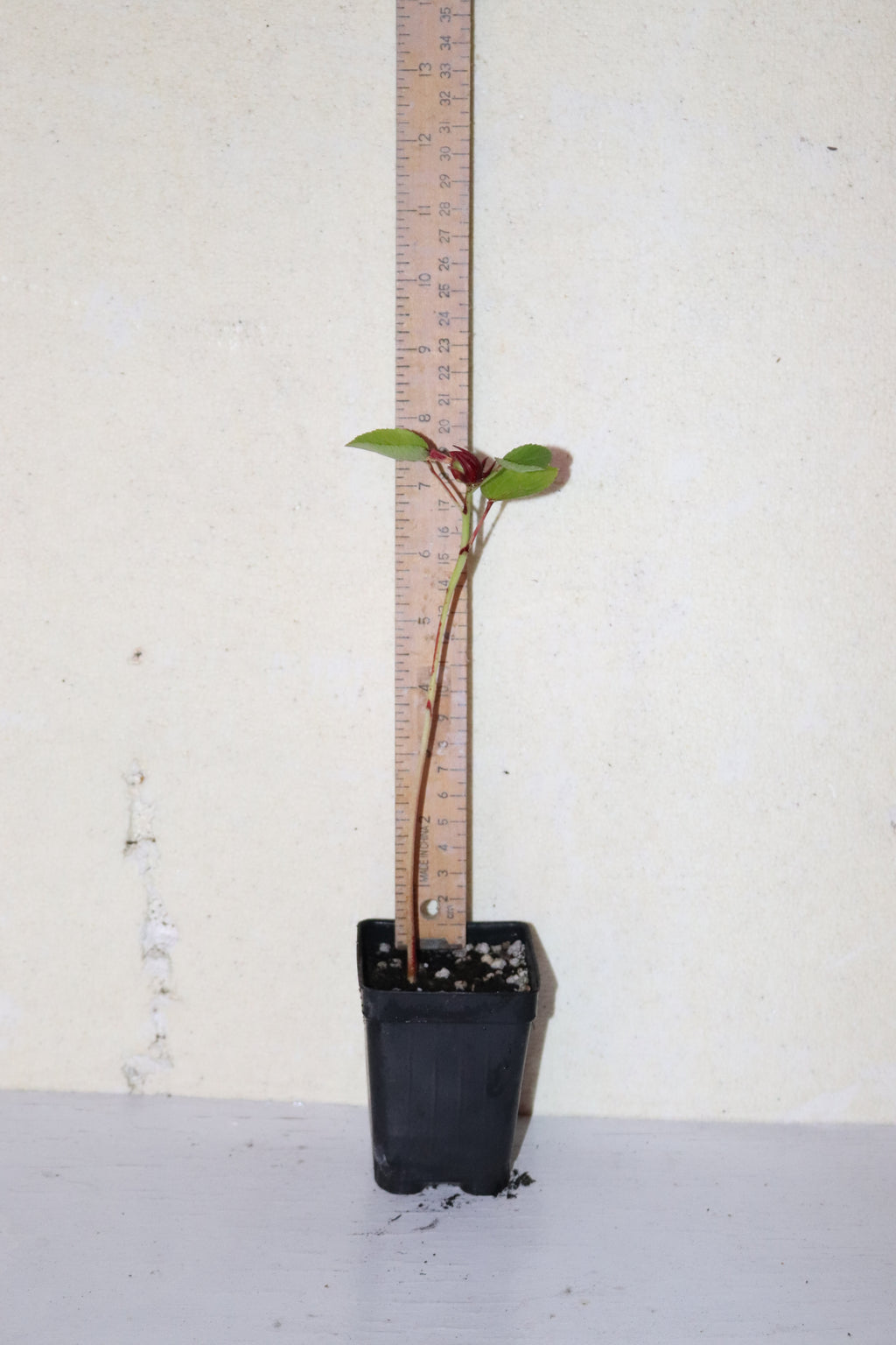10" Roselle Hibiscus Jamaican Sorrel (Hibiscus Sabdariffa) Seedling Organic