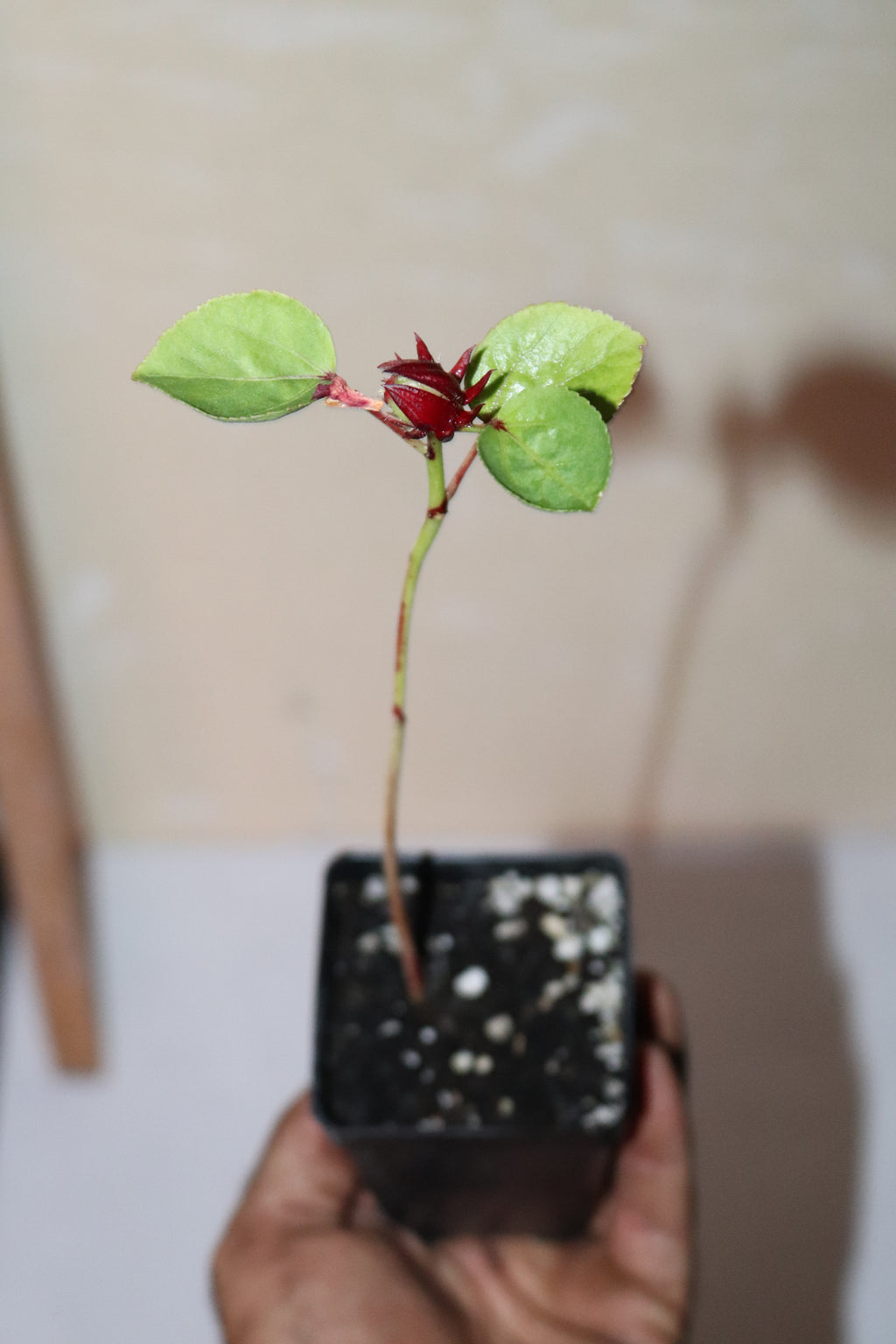 10" Roselle Hibiscus Jamaican Sorrel (Hibiscus Sabdariffa) Seedling Organic