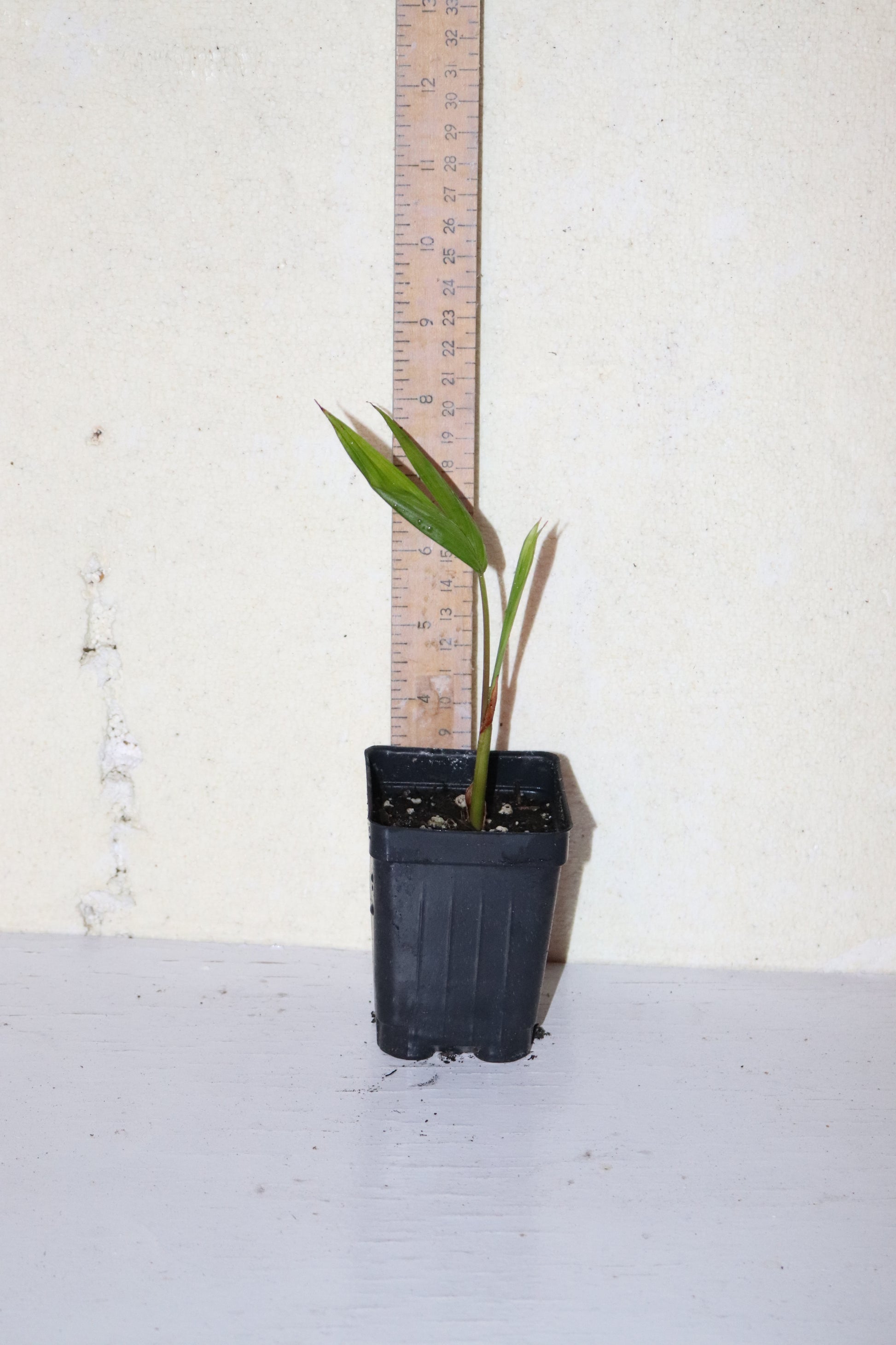 7" Tall Dwarf Acai palm (Euterpe Oleracea Para Dwarf) Seedling Organic