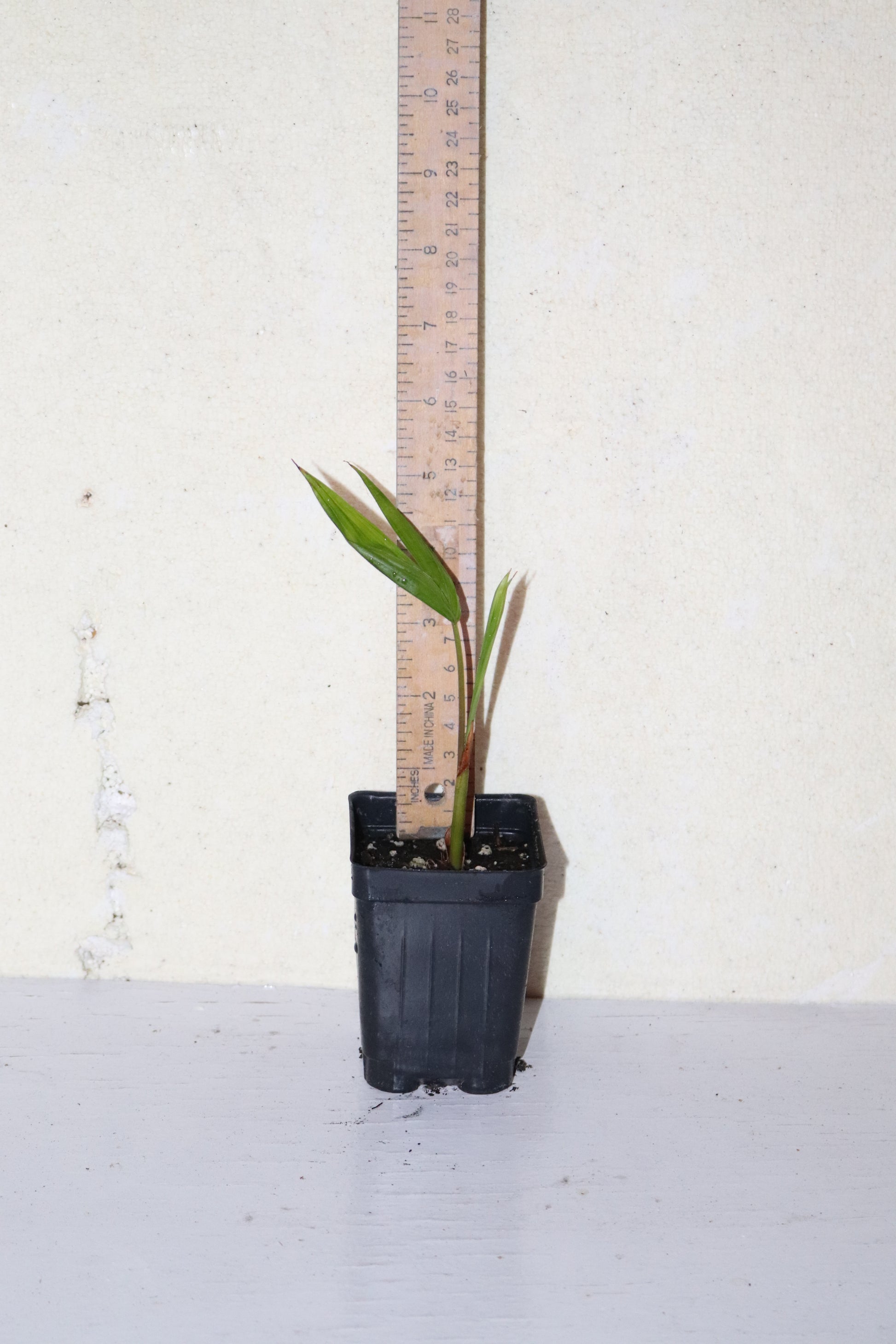 7" Tall Dwarf Acai palm (Euterpe Oleracea Para Dwarf) Seedling Organic