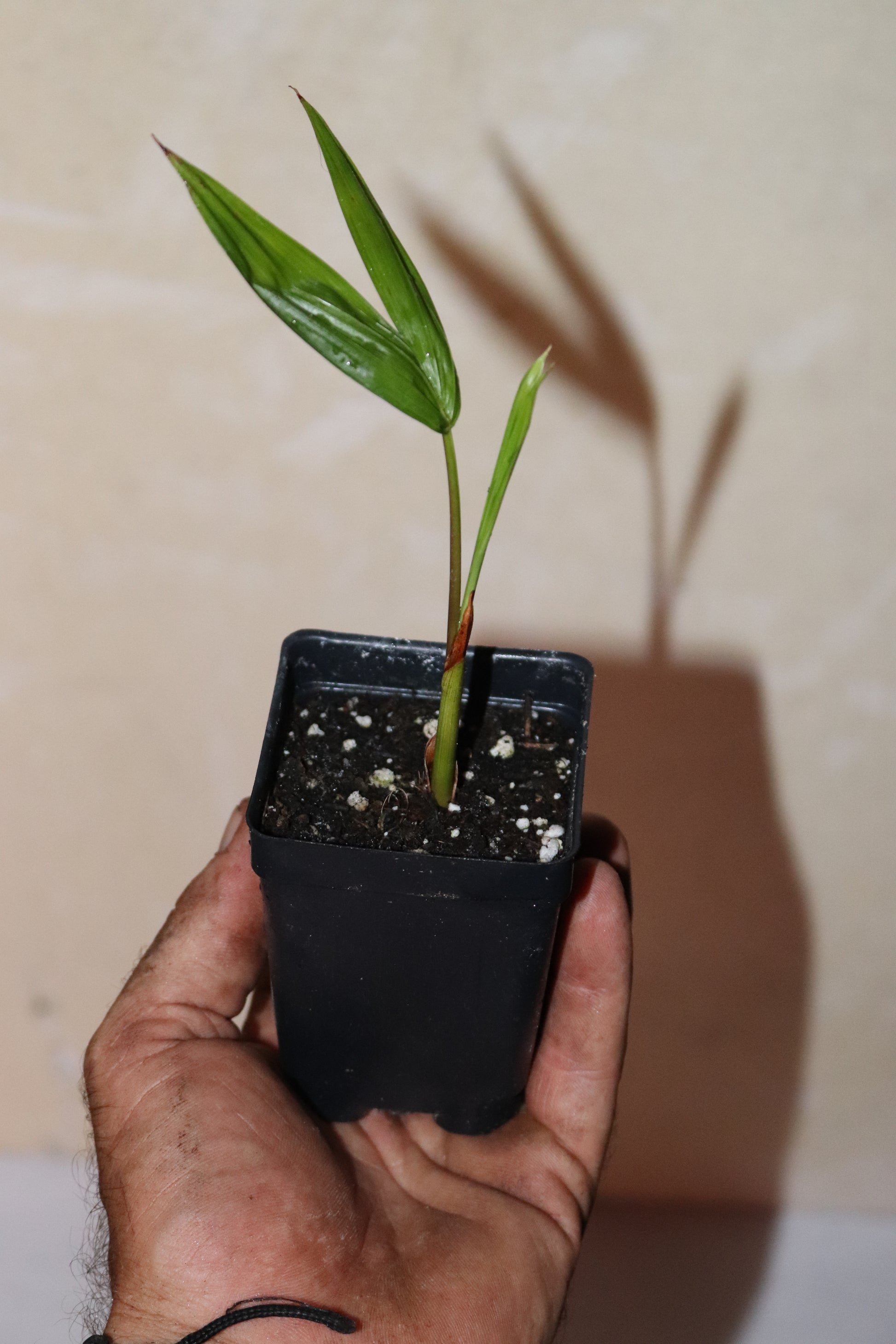 7" Tall Dwarf Acai palm (Euterpe Oleracea Para Dwarf) Seedling Organic