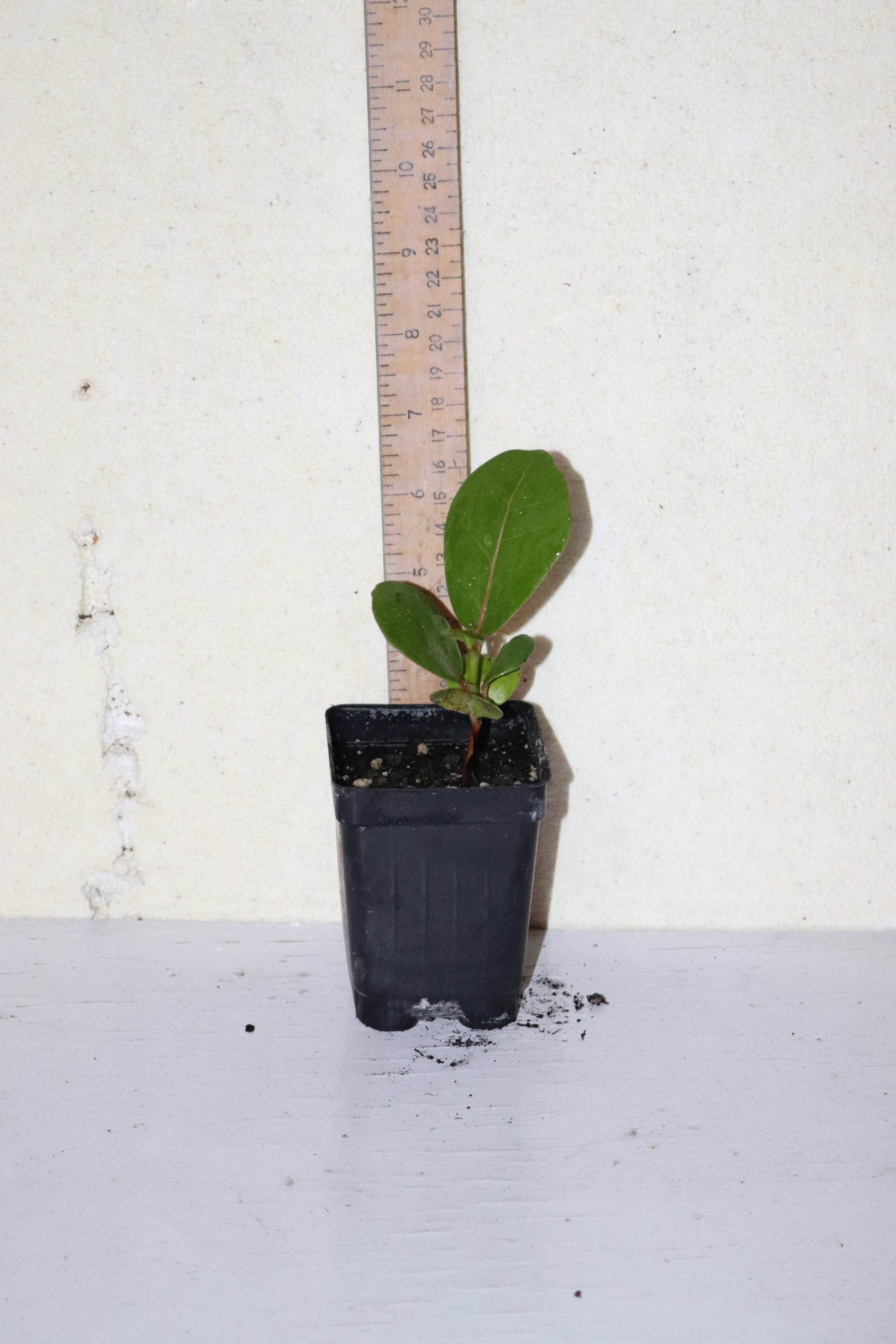 potted sea grape plant 6" Tall Sea Grape Seedling (Coccoloba Uvifera) Organic – Manasota Permacuture