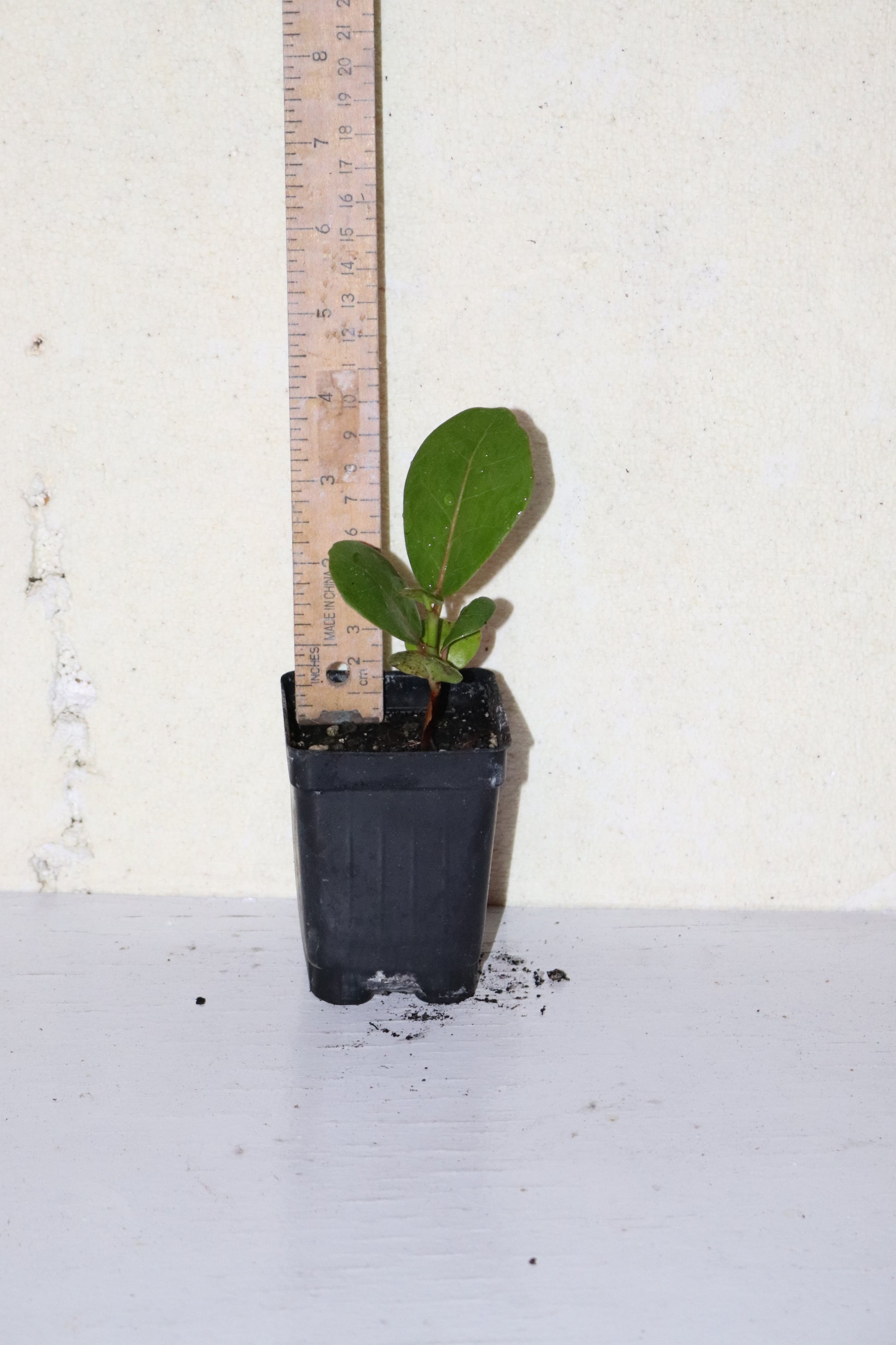 6" Tall Sea Grape Seedling (Coccoloba Uvifera) Organic