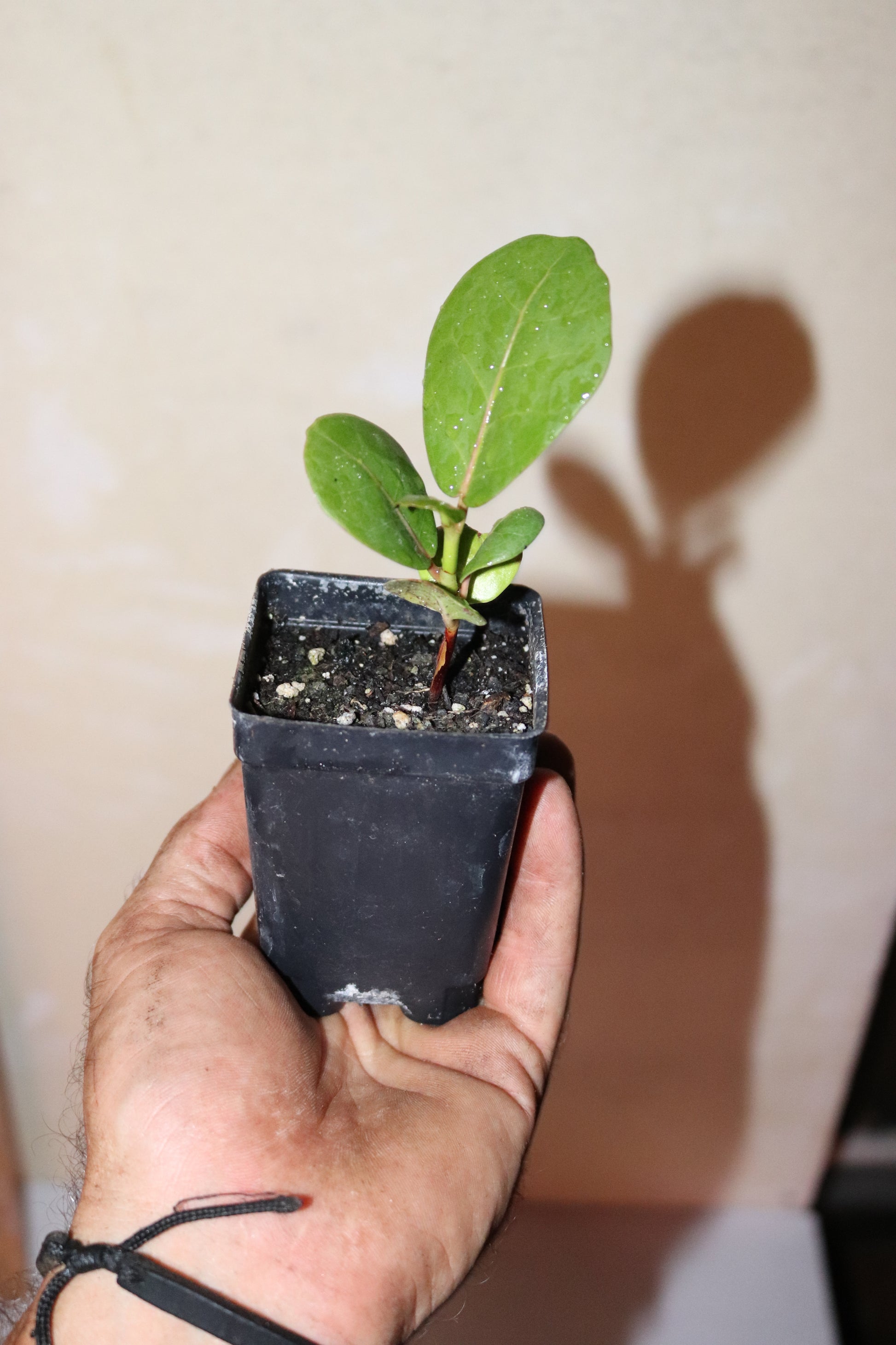 6" Tall Sea Grape Seedling (Coccoloba Uvifera) Organic