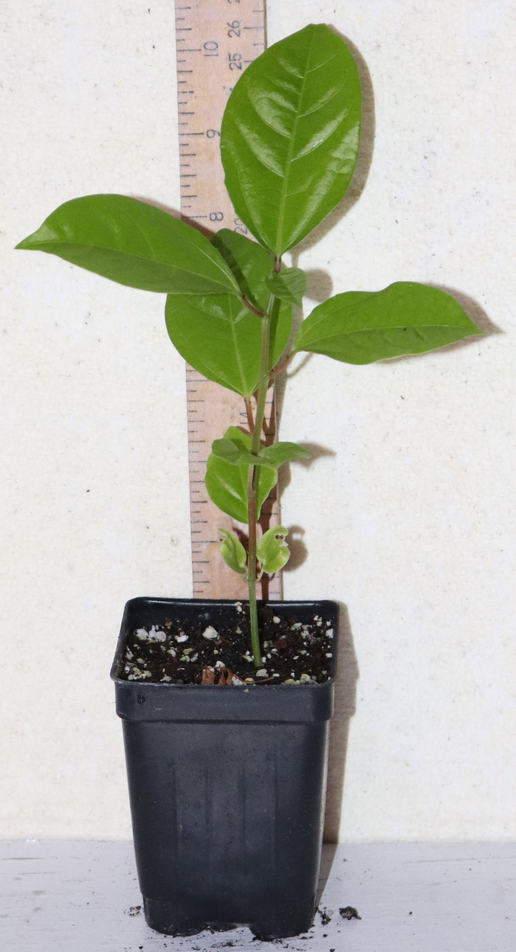 9" Tall Golden Yellow Passion Fruit (Passiflora Flavicarpa) Edulis Organic Vine