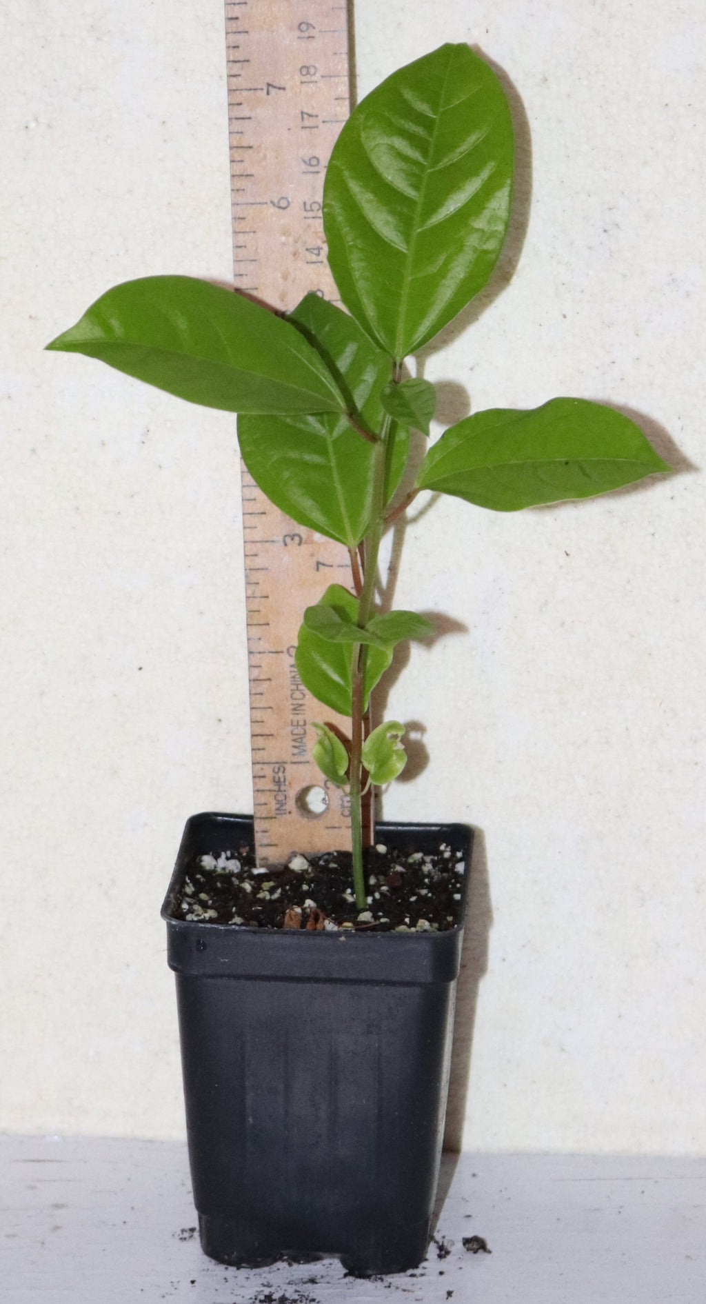 9" Tall Golden Yellow Passion Fruit (Passiflora Flavicarpa) Edulis Organic Vine