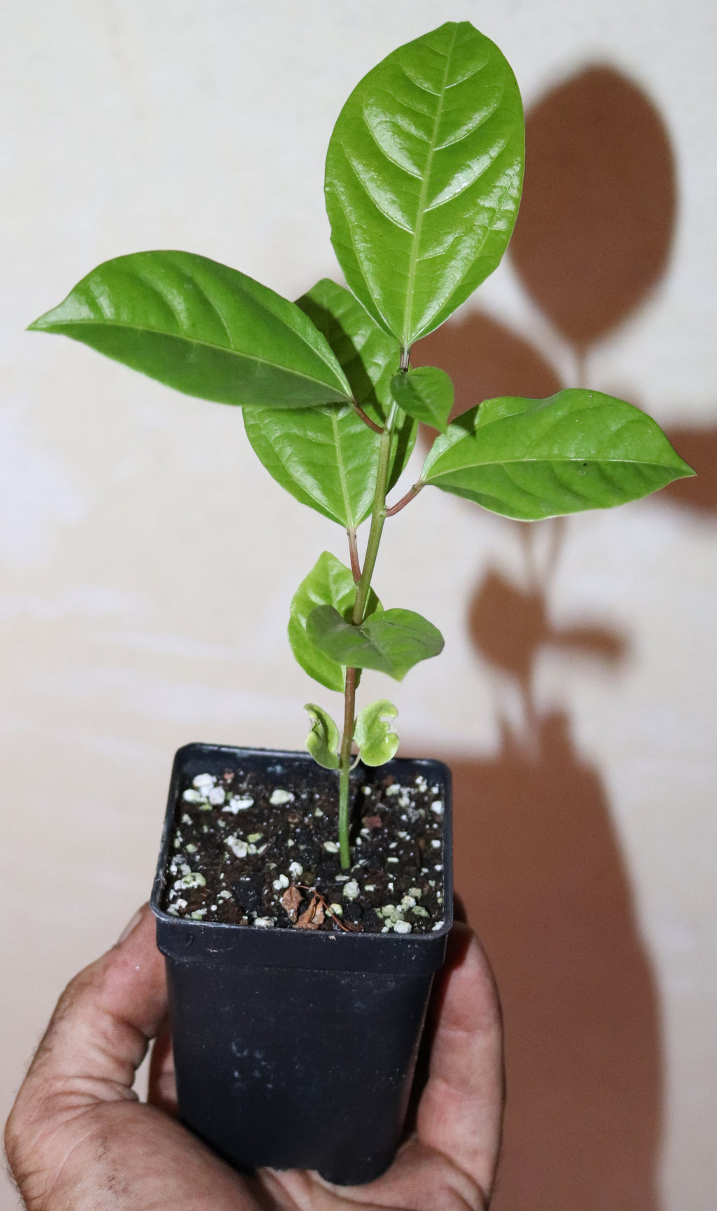 9" Tall Golden Yellow Passion Fruit (Passiflora Flavicarpa) Edulis Organic Vine