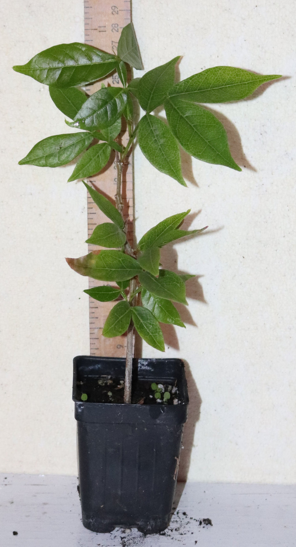 10" Ice Cream Bean (Inga Edulis) Live Seedling Organic RARE! tropical edible permaculture