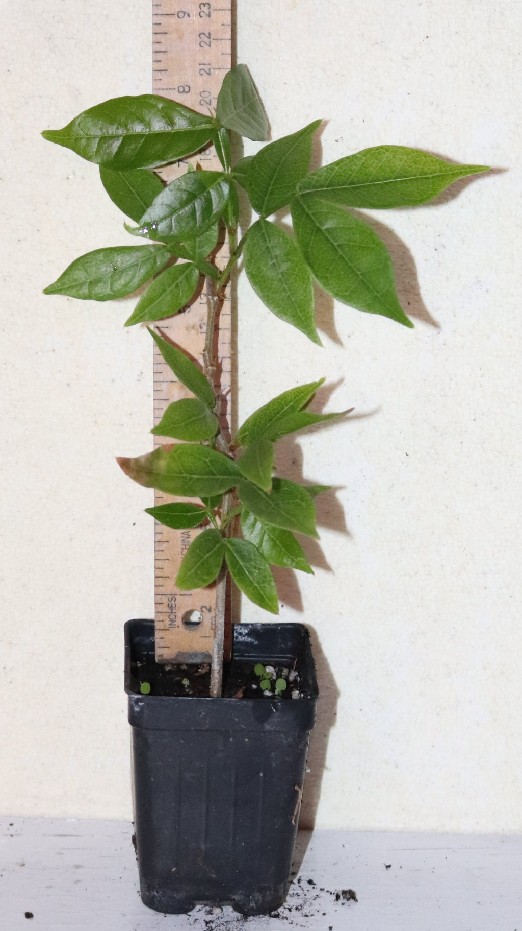 10" Ice Cream Bean (Inga Edulis) Live Seedling Organic RARE! tropical edible permaculture