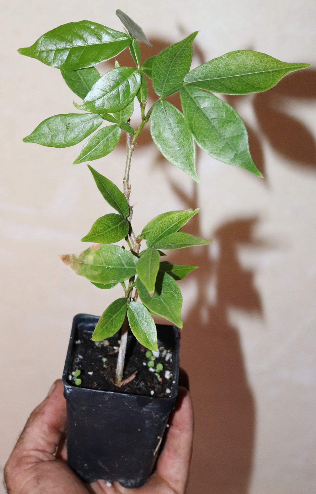 10" Ice Cream Bean (Inga Edulis) Live Seedling Organic RARE! tropical edible permaculture