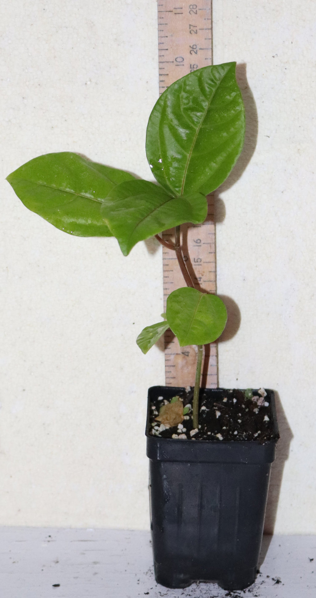 9" Tall Panama Red Passion Fruit (Passiflora Edulis F. Flavicarpa) Organic Rare