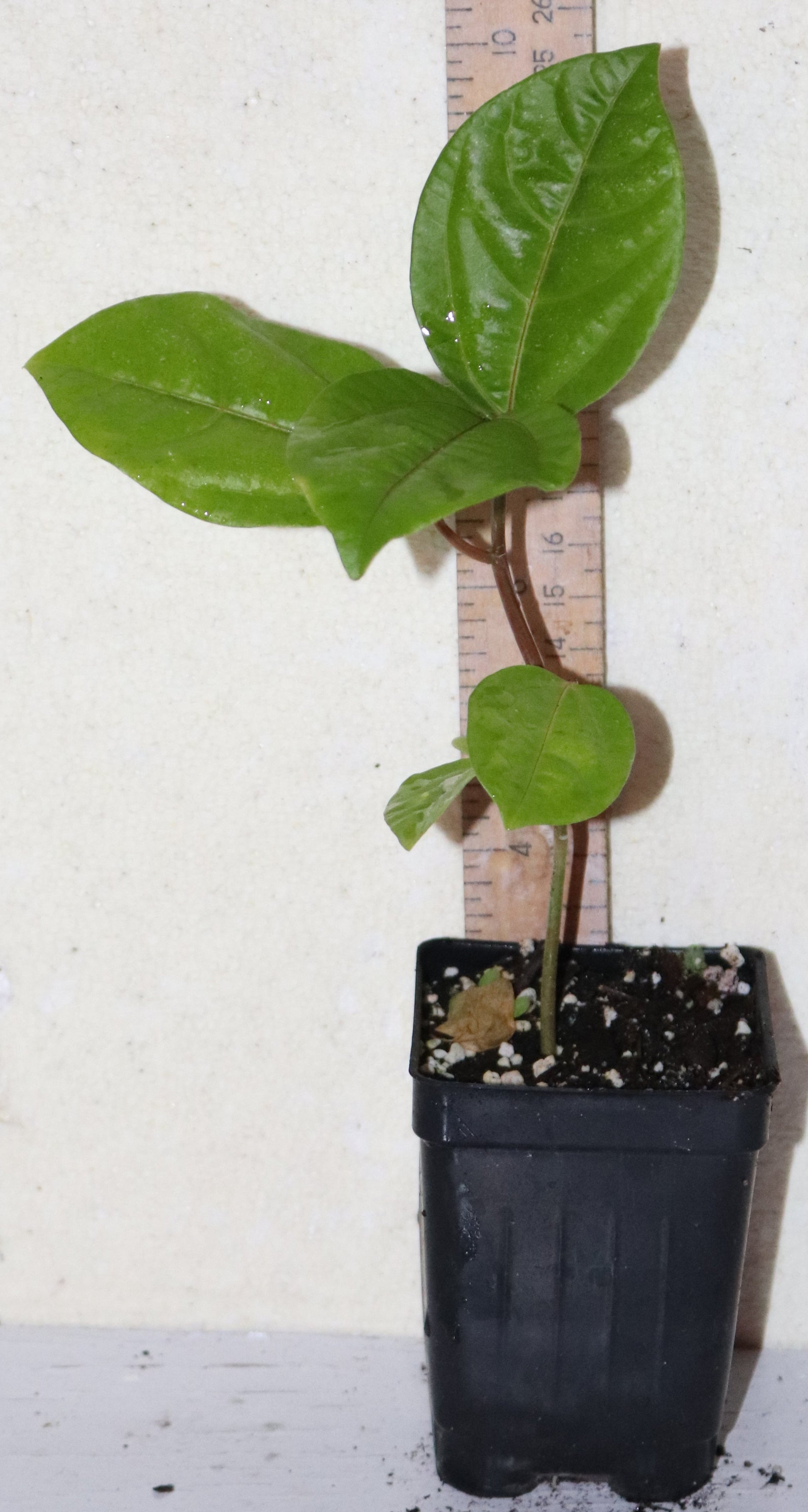 9" Tall Panama Red Passion Fruit (Passiflora Edulis F. Flavicarpa) Organic Rare