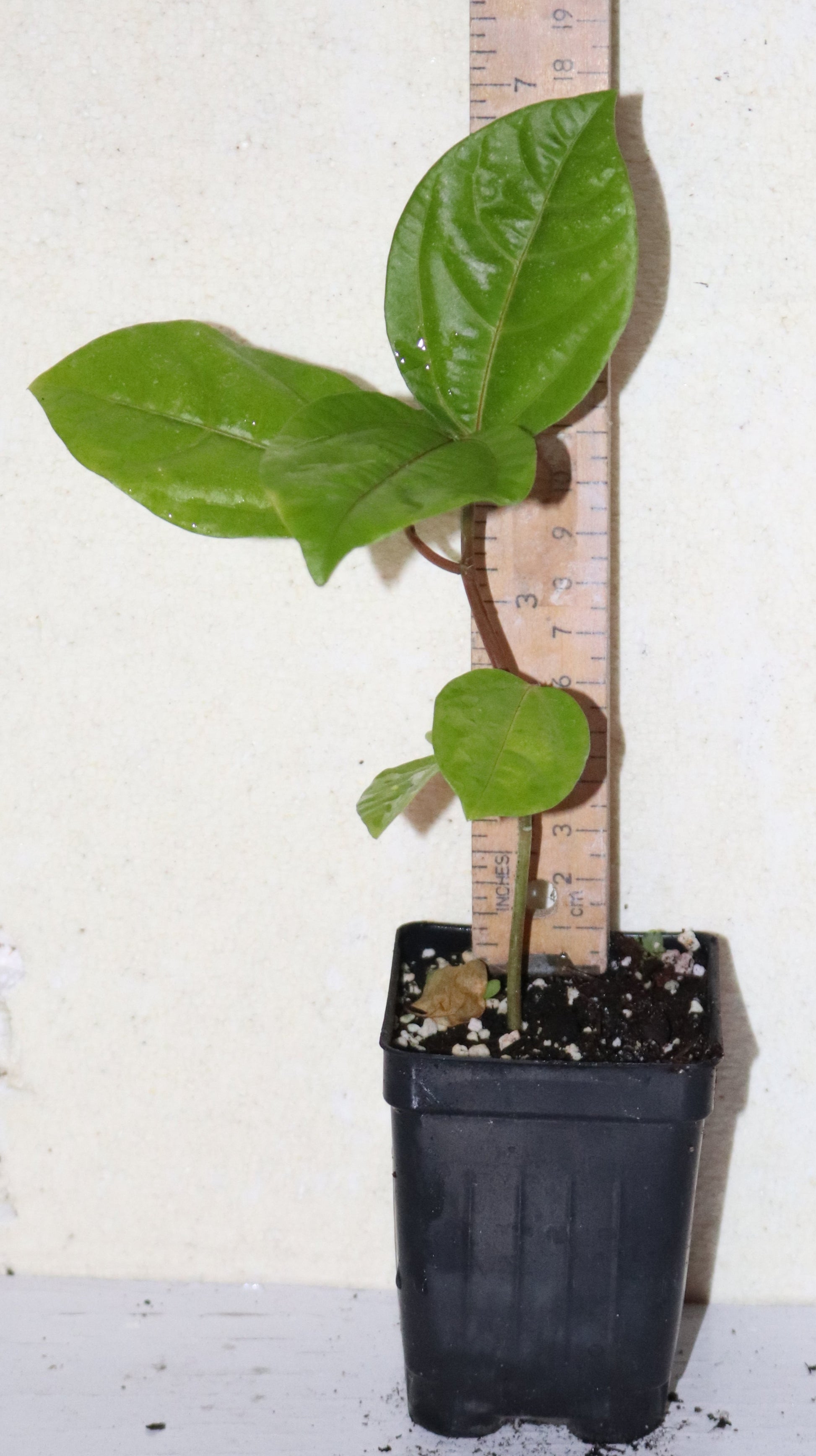 9" Tall Panama Red Passion Fruit (Passiflora Edulis F. Flavicarpa) Organic Rare