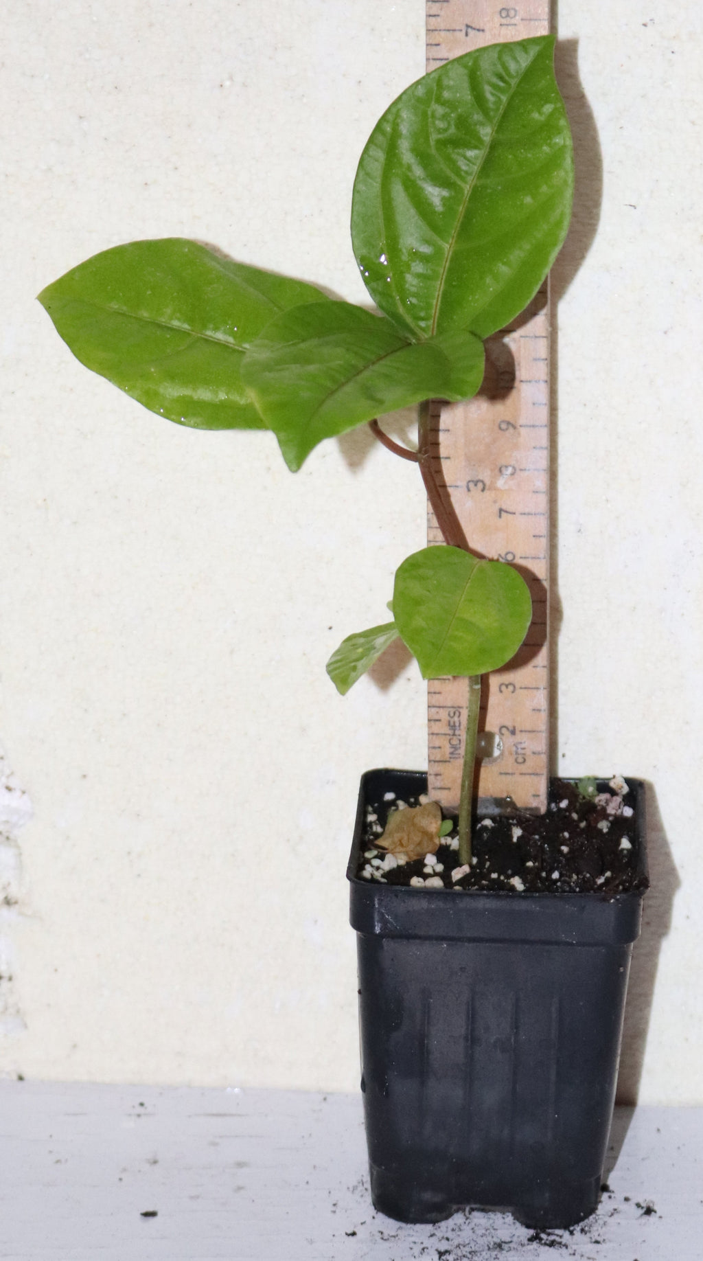 9" Tall Panama Red Passion Fruit (Passiflora Edulis F. Flavicarpa) Organic Rare