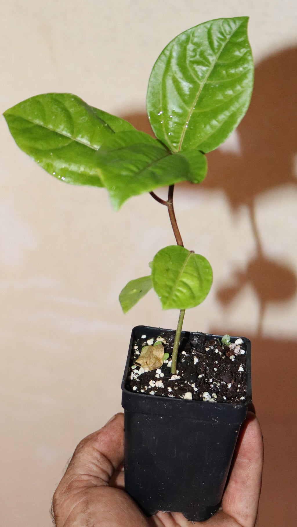 9" Tall Panama Red Passion Fruit (Passiflora Edulis F. Flavicarpa) Organic Rare