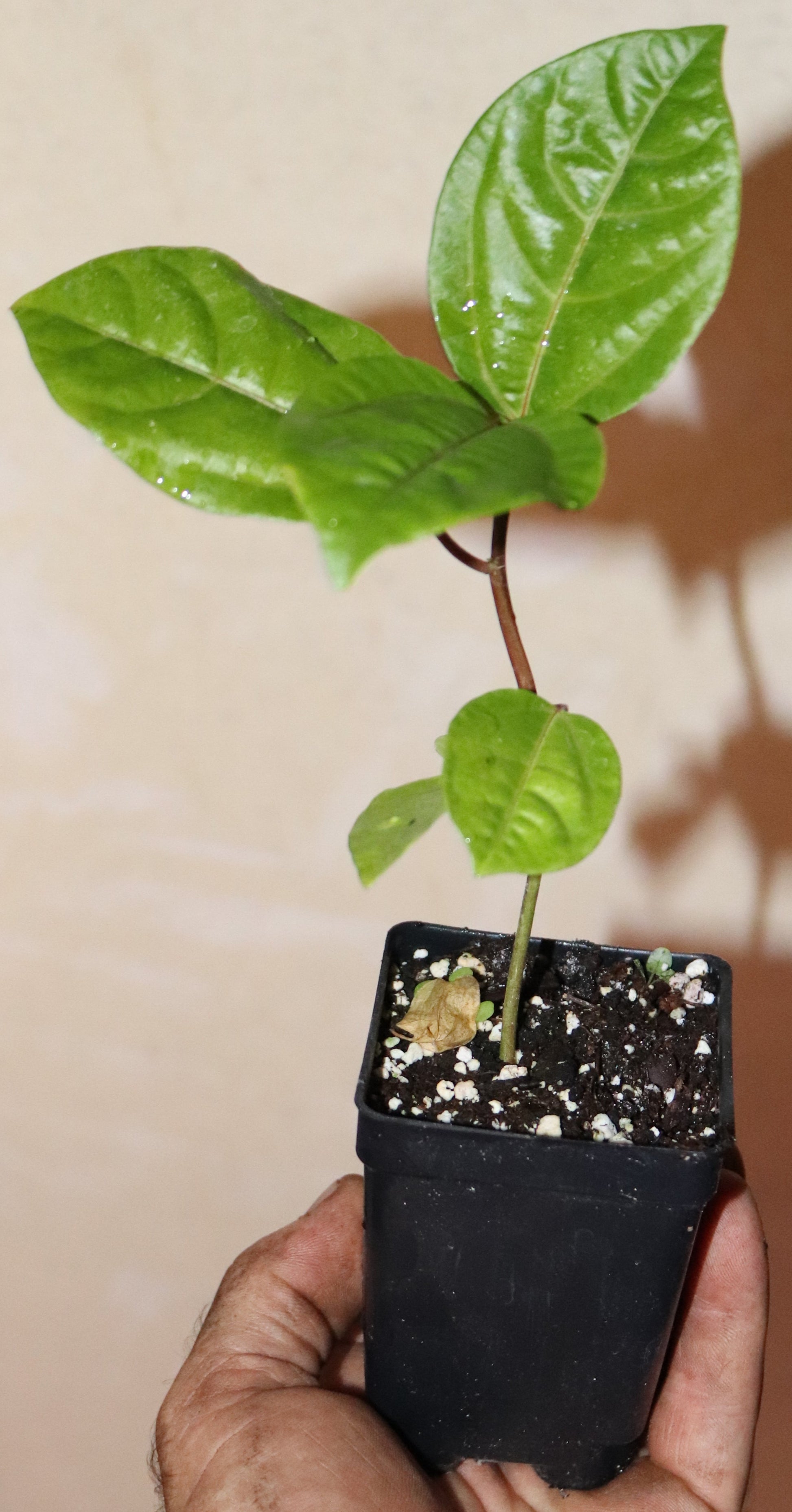 9" Tall Panama Red Passion Fruit (Passiflora Edulis F. Flavicarpa) Organic Rare