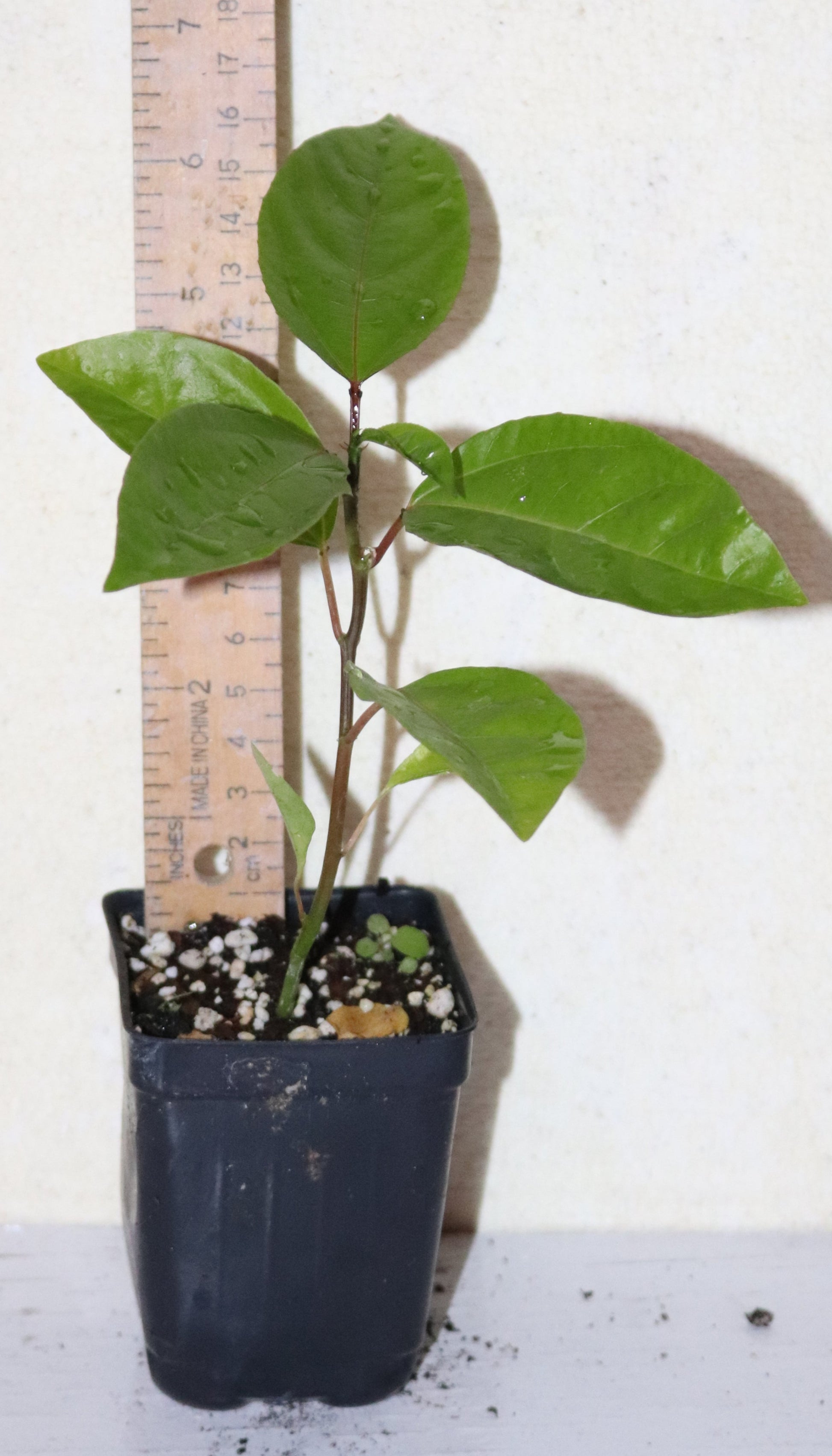 12" Tall Banana Passion Fruit Vine (Passiflora Supersect. Tacsonia) Organic Rare