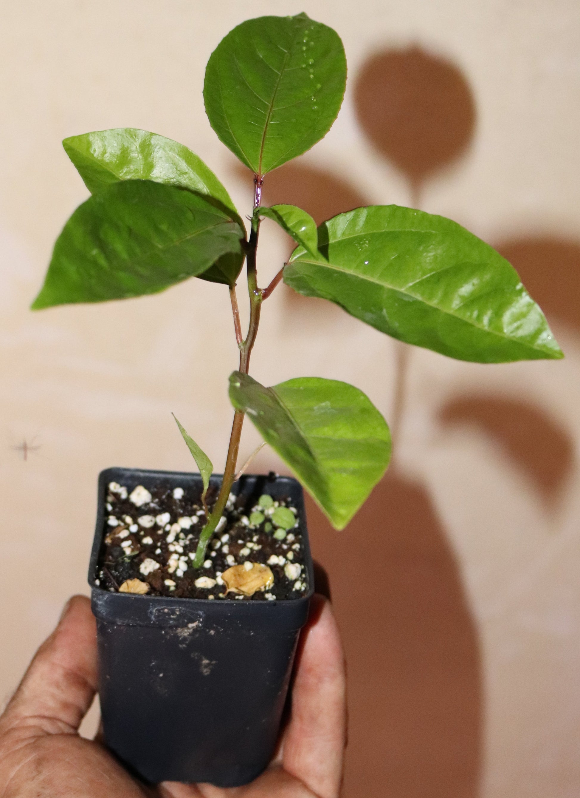 12" Tall Banana Passion Fruit Vine (Passiflora Supersect. Tacsonia) Organic Rare