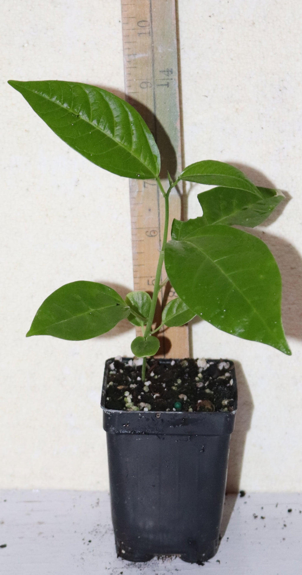 8" Tall Purple Possum Passion Fruit Vine Seedling (Passiflora Edulis) Organic