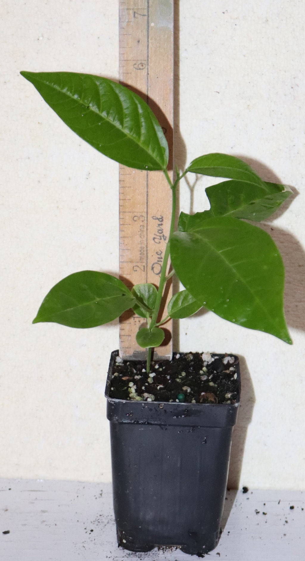 8" Tall Purple Possum Passion Fruit Vine Seedling (Passiflora Edulis) Organic