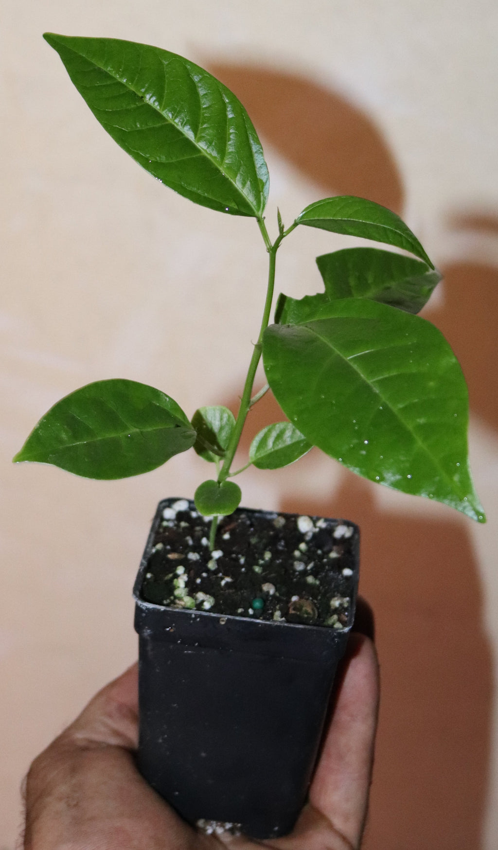 8" Tall Purple Possum Passion Fruit Vine Seedling (Passiflora Edulis) Organic