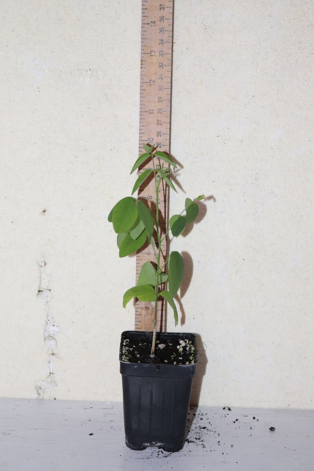 10" Tall Blue Butterfly Pea - Asian Pigeonwings (Clitoria Ternatea) Organic